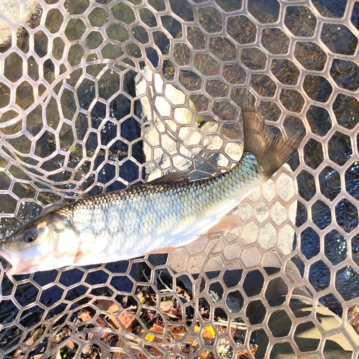Fallfish caught on Fishbrain