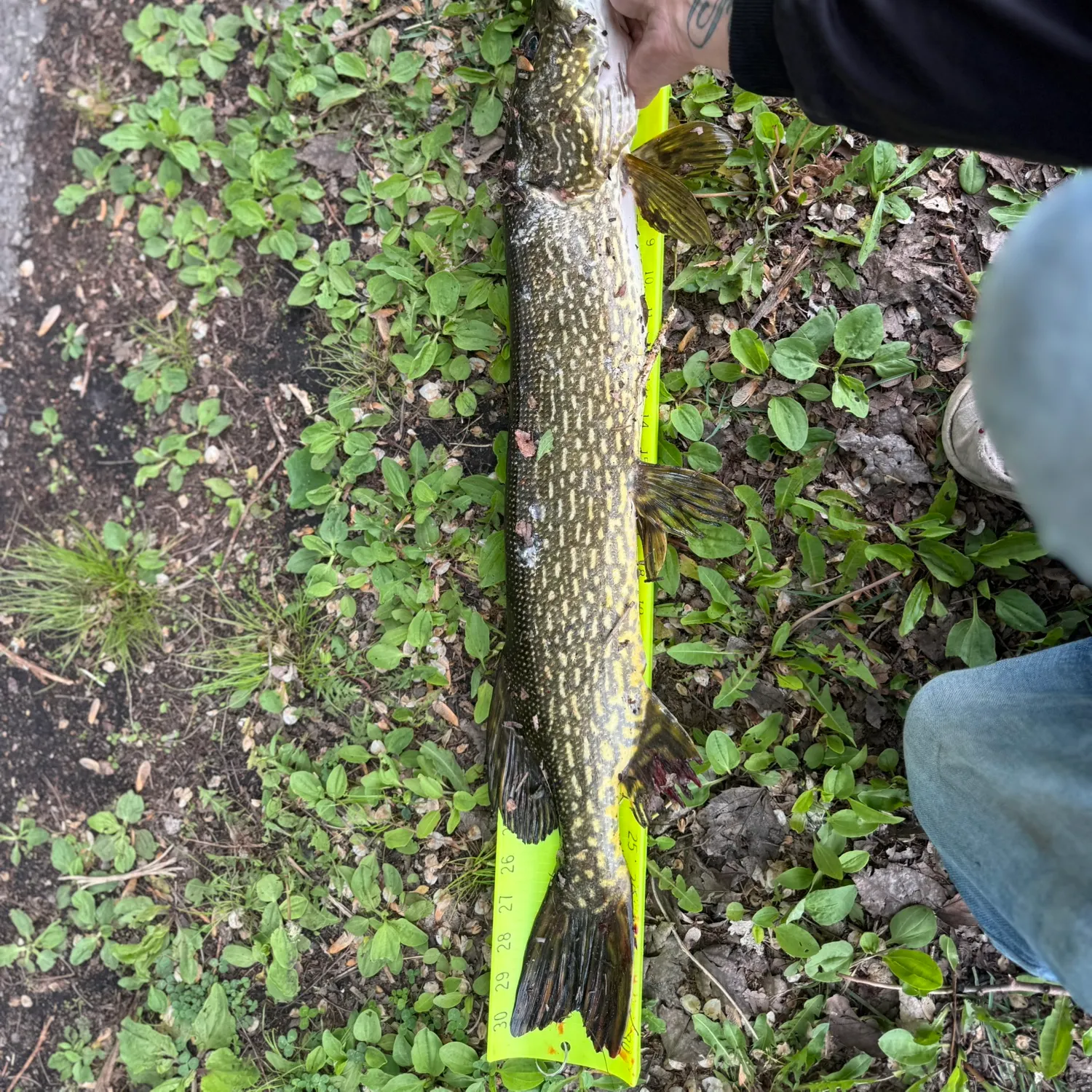 catch