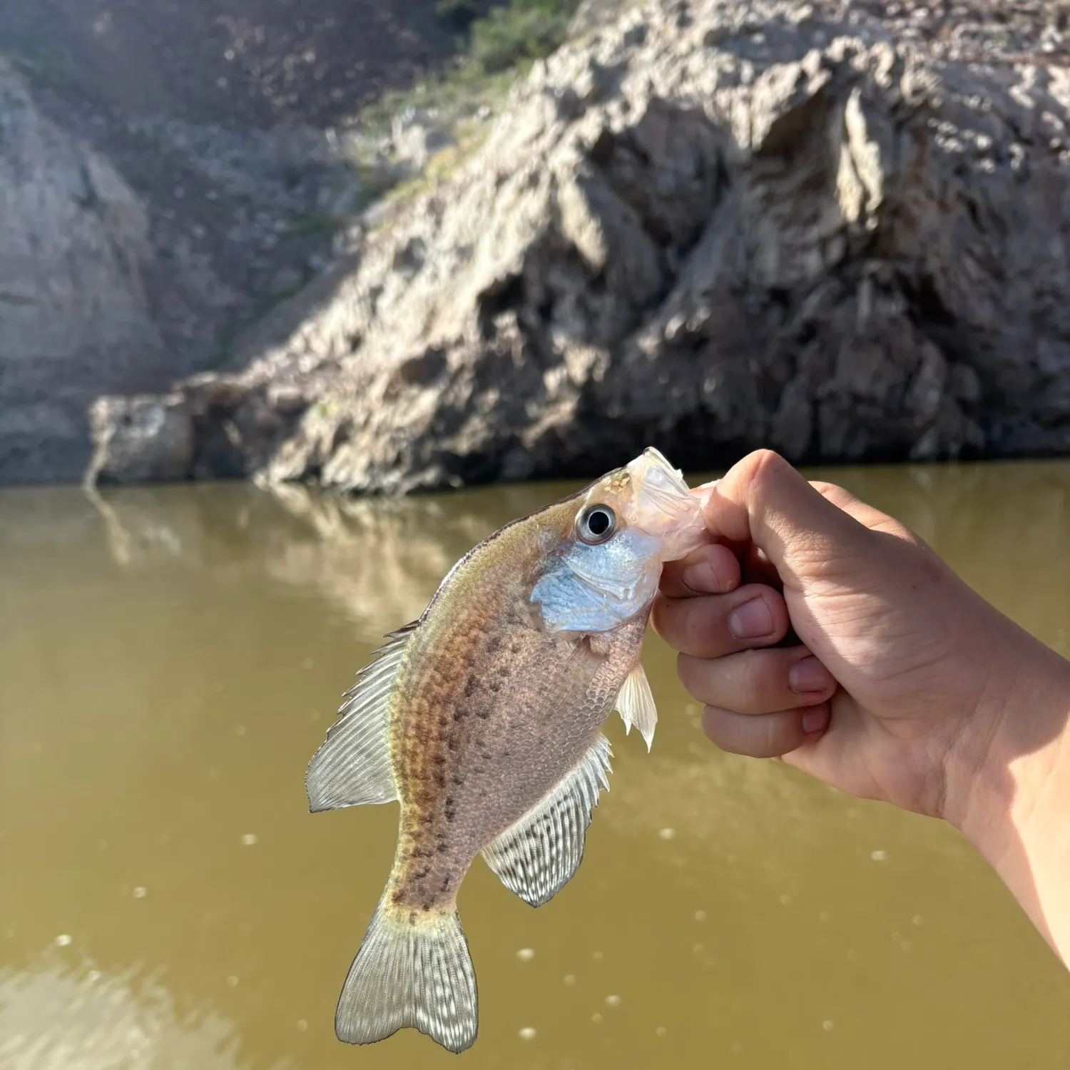 The most recent Magnolia crappie catches on Fishbrain