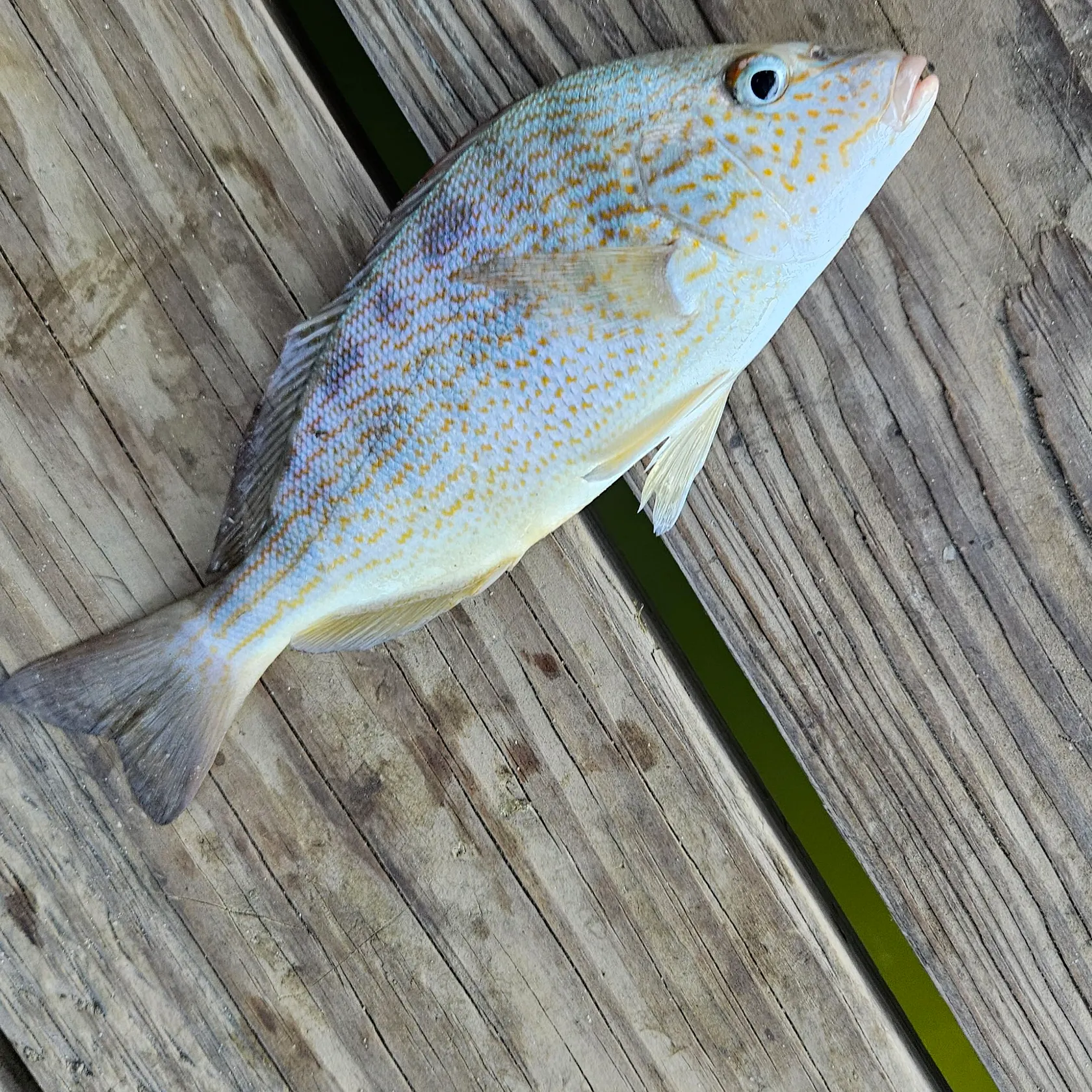 Pinfish caught on Fishbrain