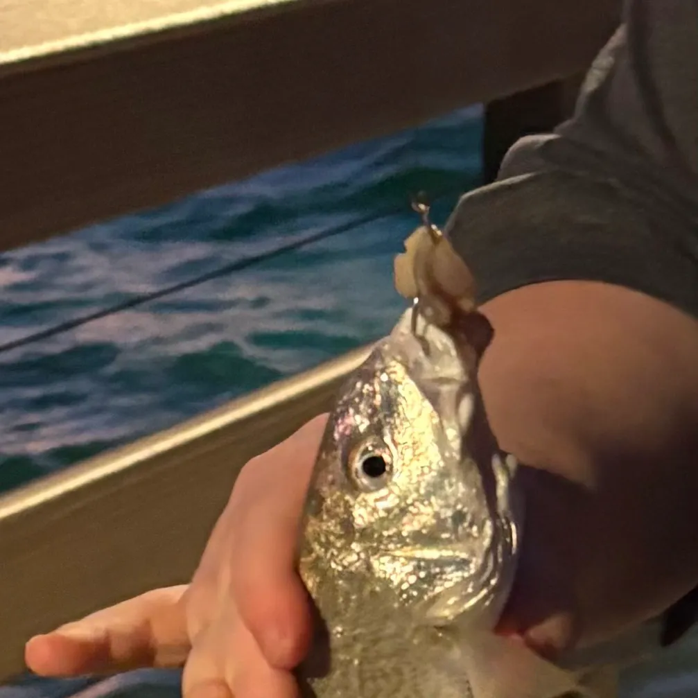 The most recent Atlantic croaker catches on Fishbrain