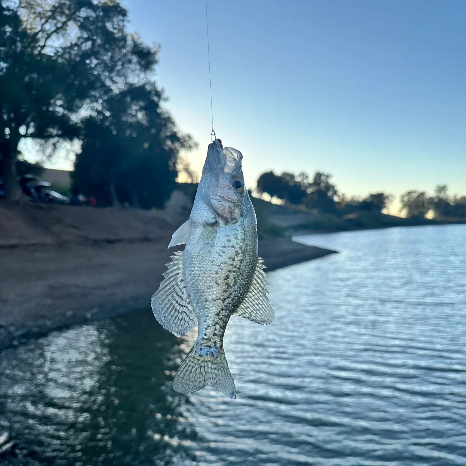 Black crappie caught on Fishbrain