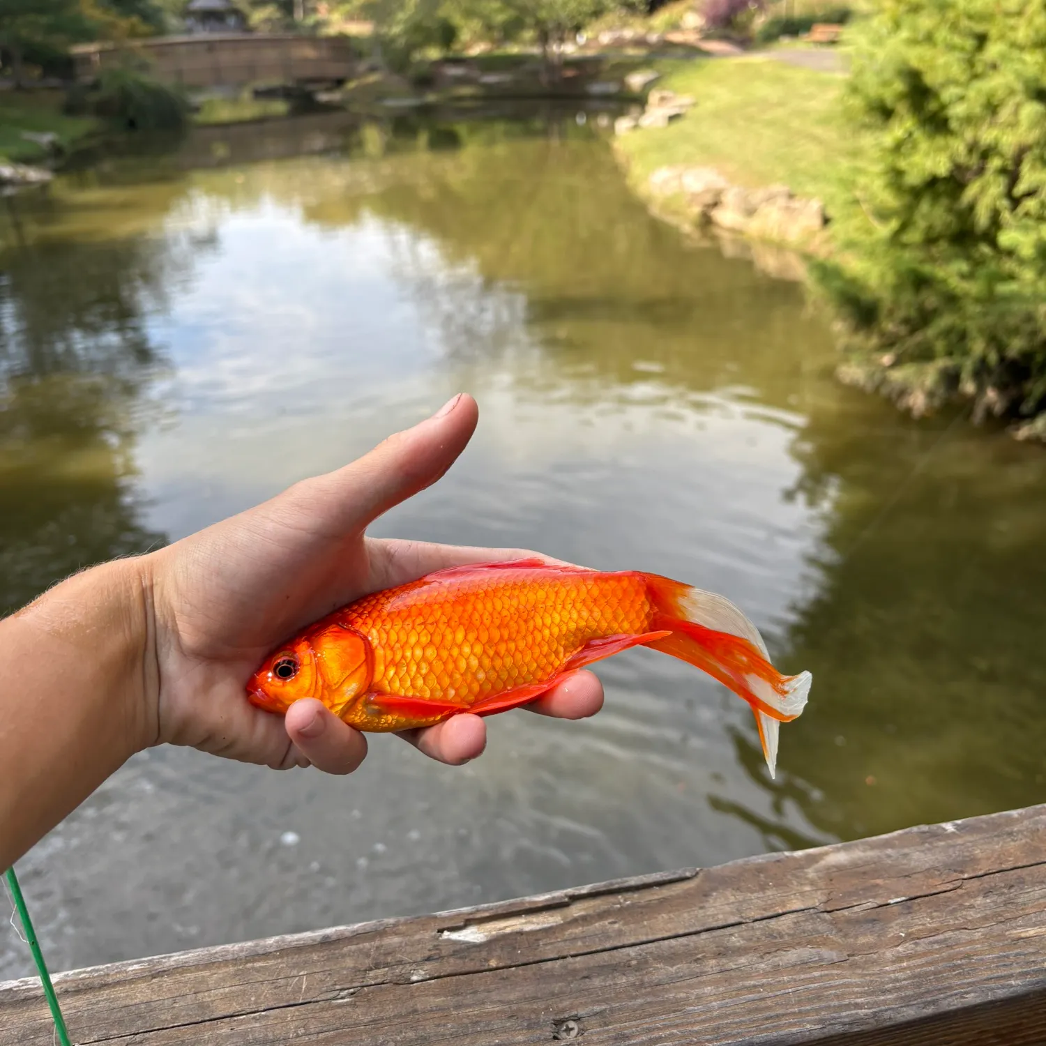 Goldfish caught on Fishbrain