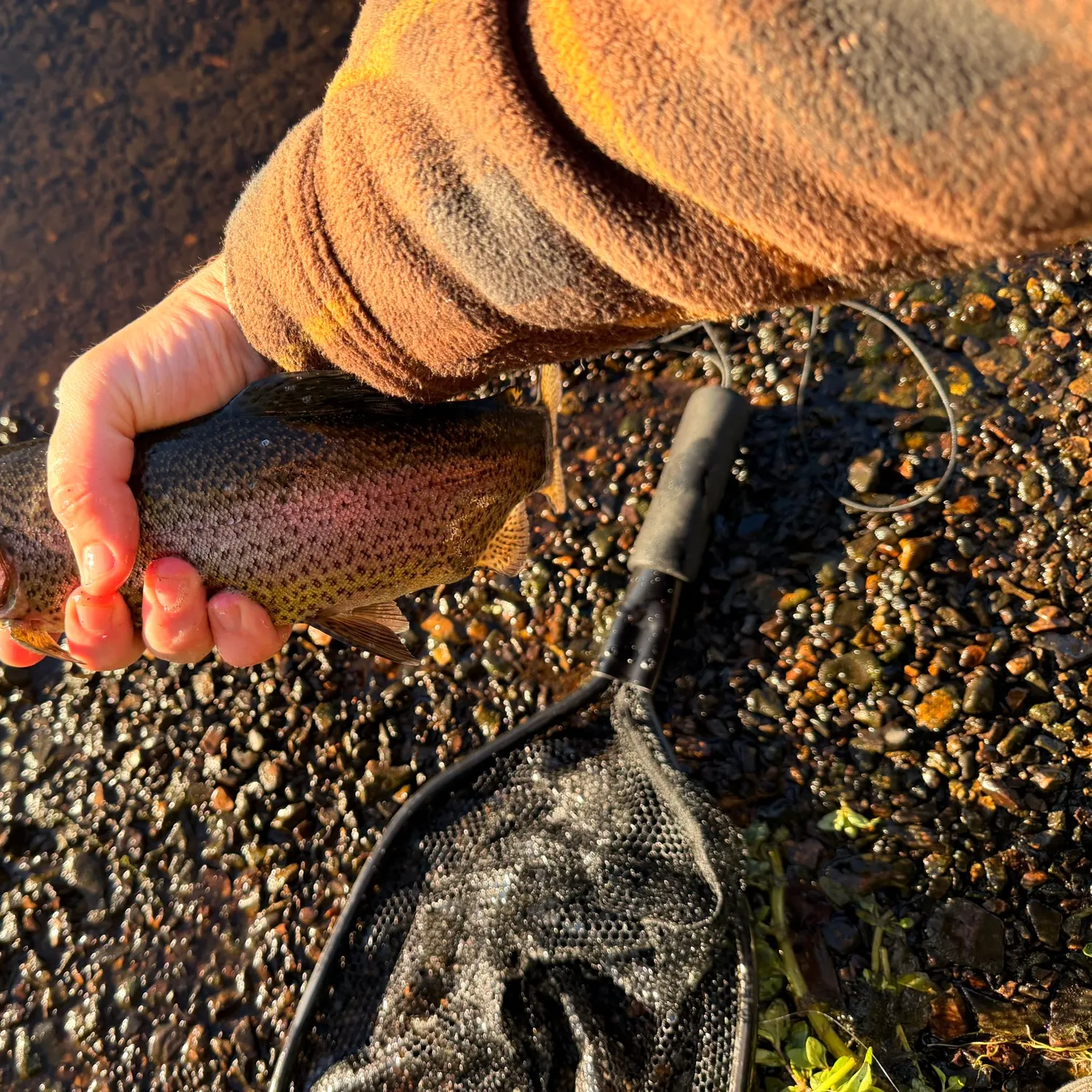 Rainbow trout caught on Fishbrain