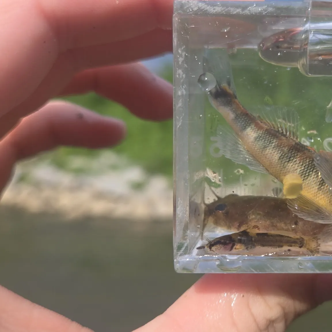 The most recent Gilt darter catches on Fishbrain