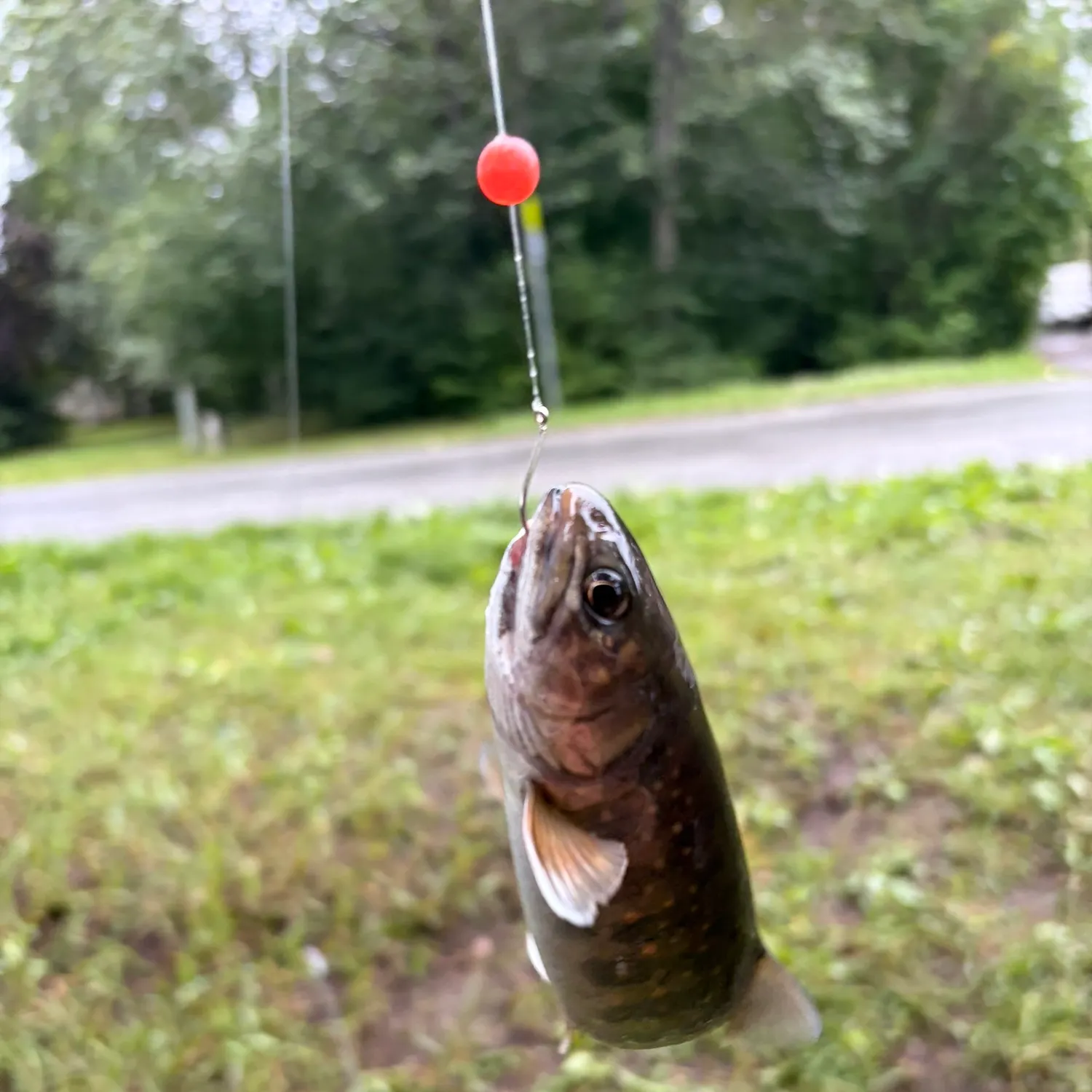 The most recent Dolly varden catches on Fishbrain