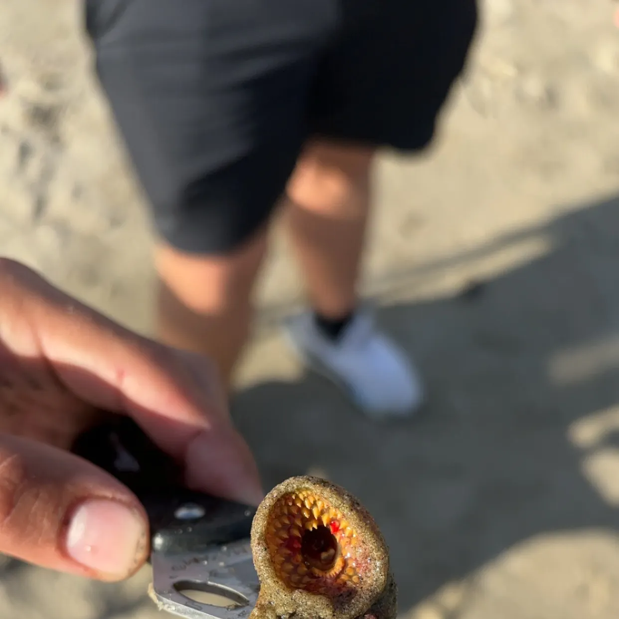 The most recent Ohio lamprey catches on Fishbrain