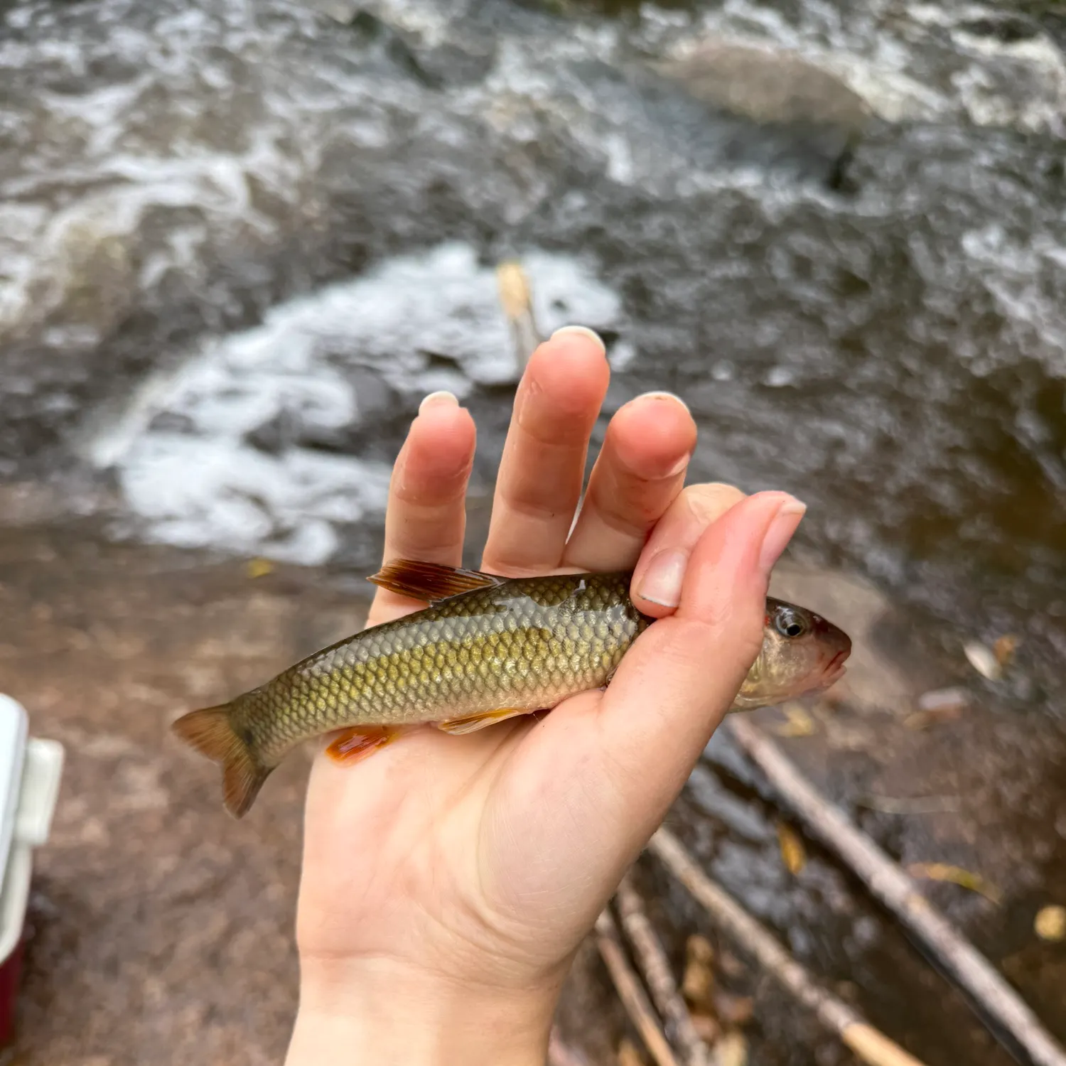 The most recent Hornyhead chub catches on Fishbrain