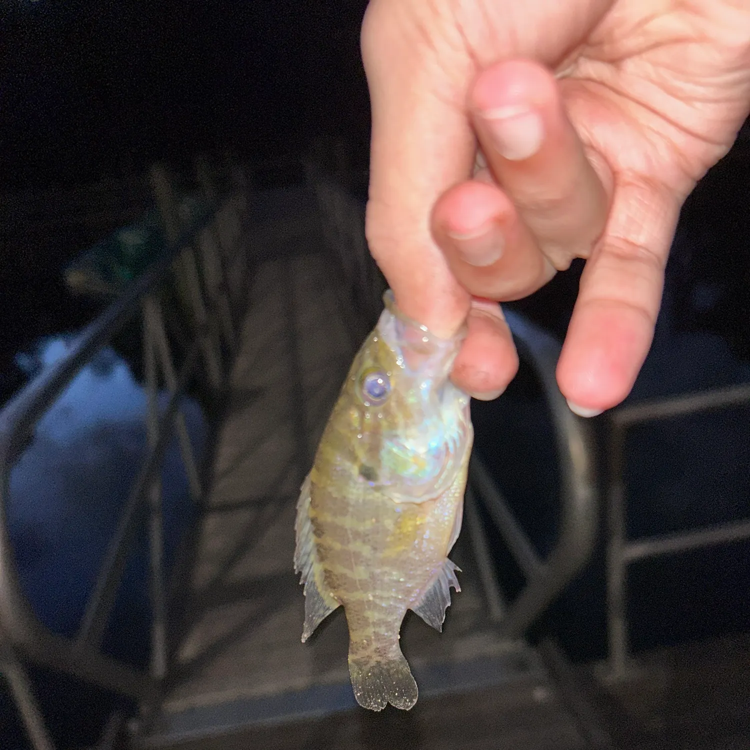 The most recent Warmouth catches on Fishbrain