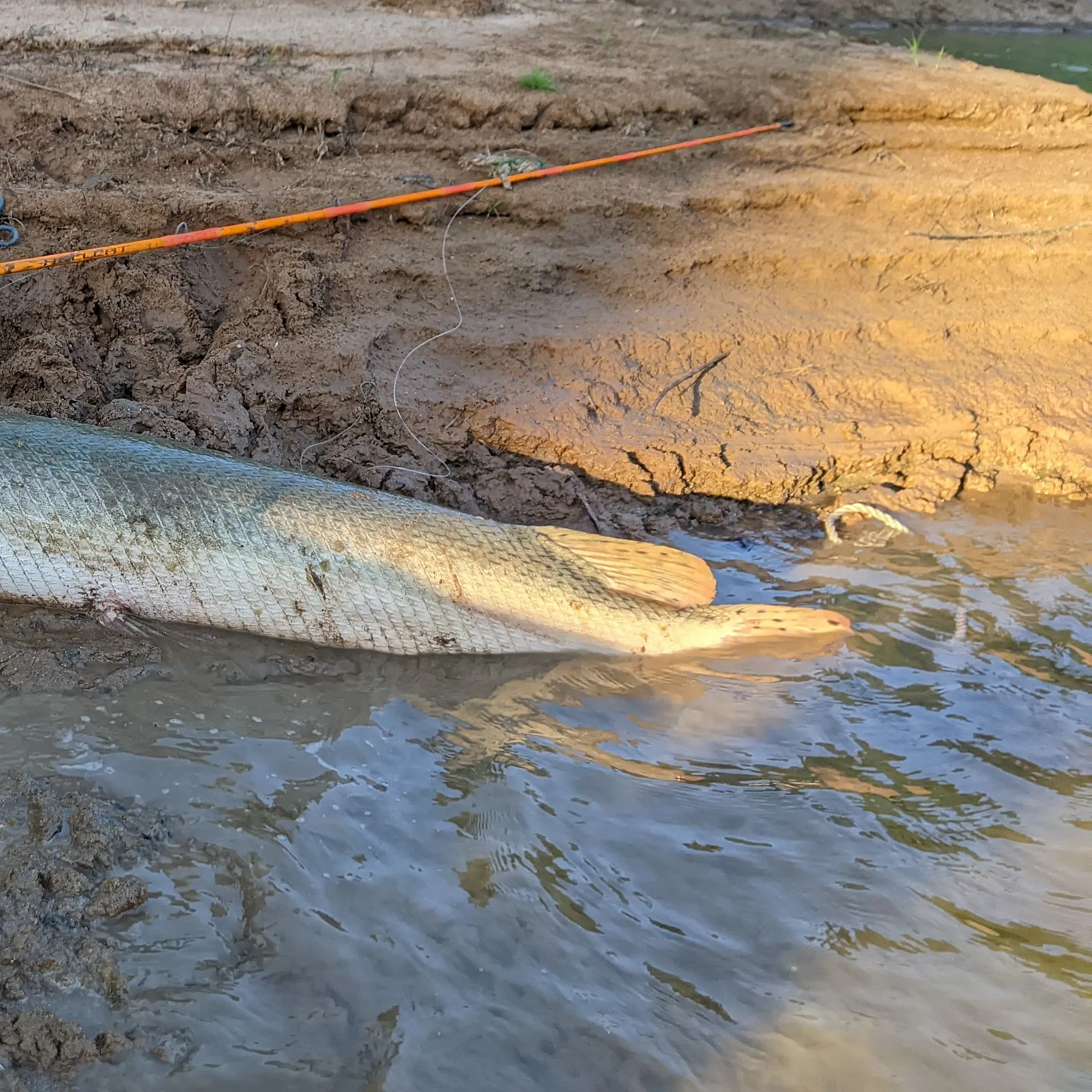 Alligator gar caught on Fishbrain