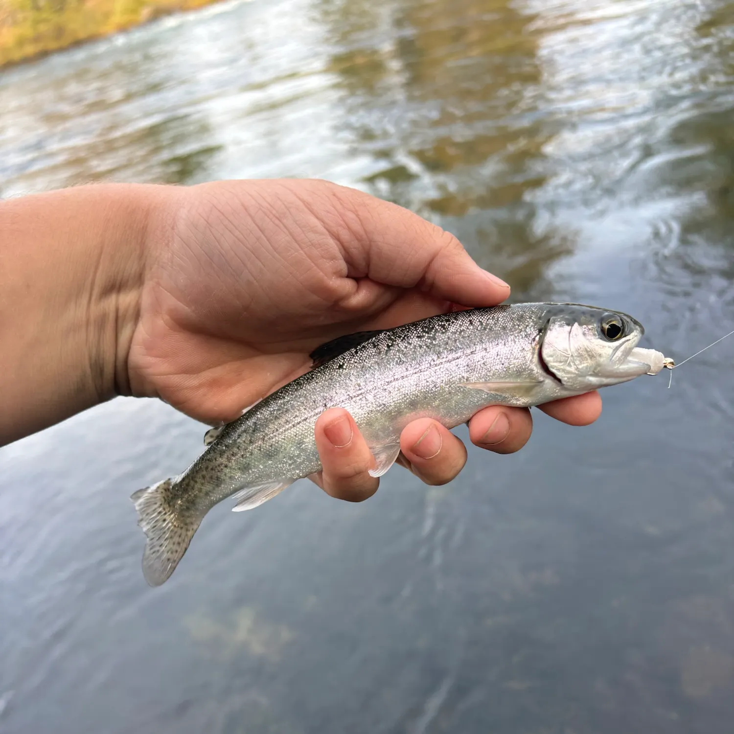 The most recent Rainbow trout catches on Fishbrain