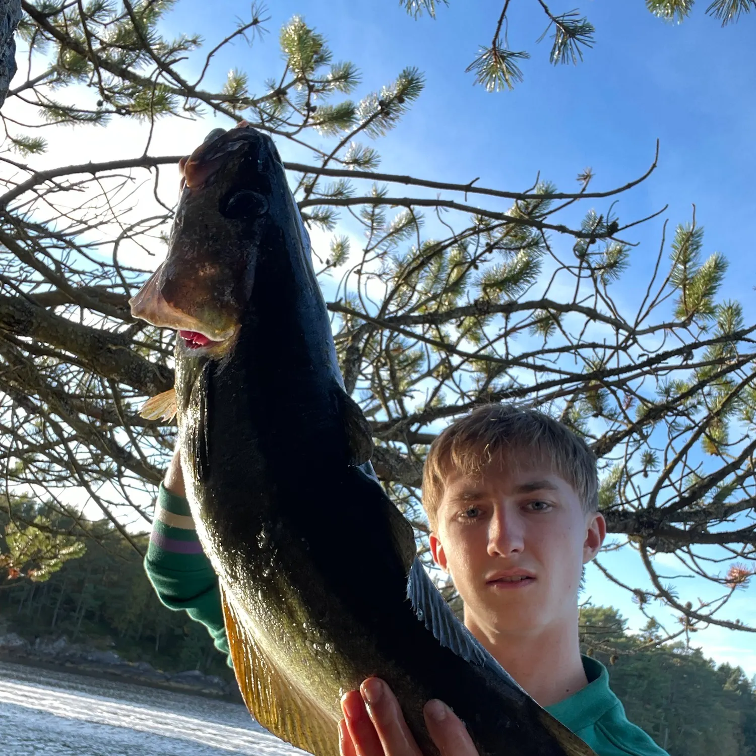 Pollack caught on Fishbrain