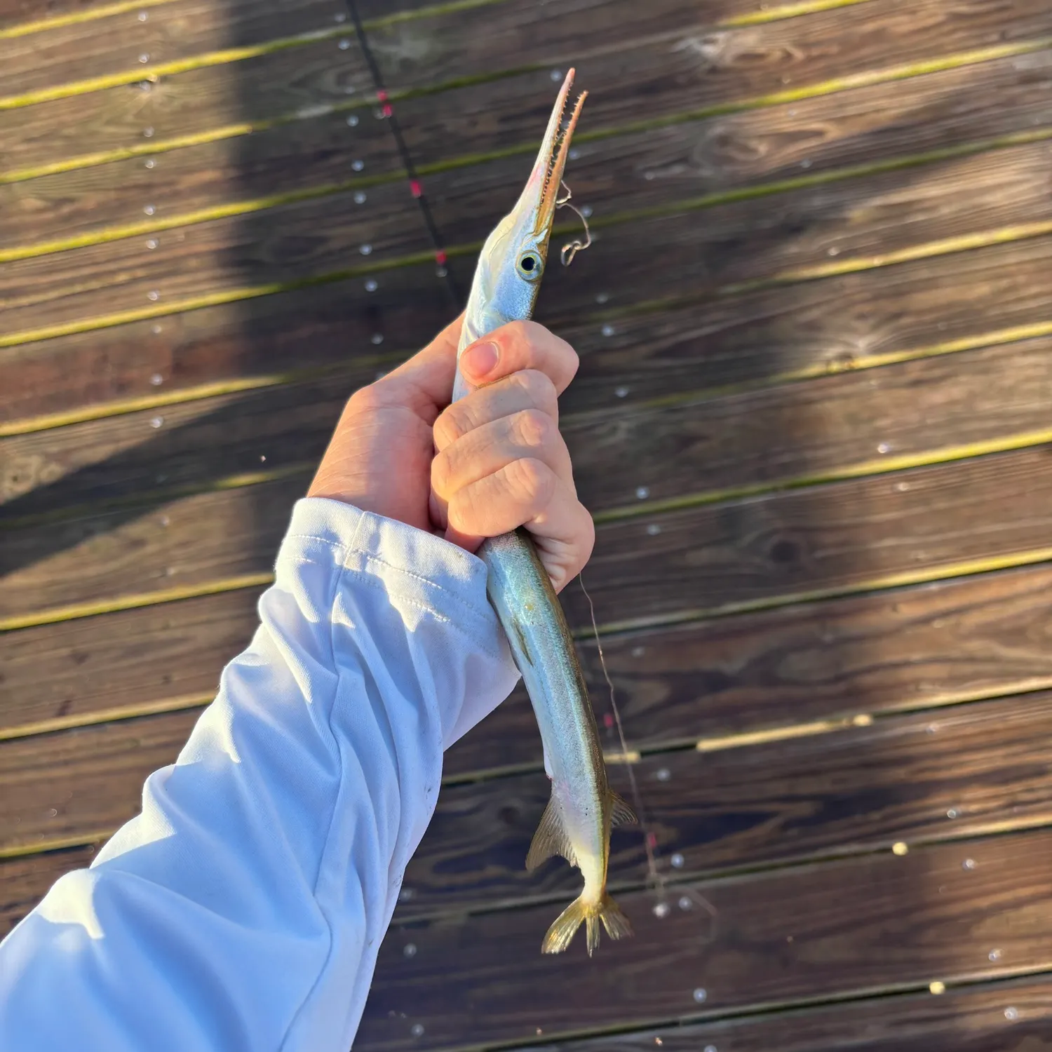 The most recent Atlantic needlefish catches on Fishbrain