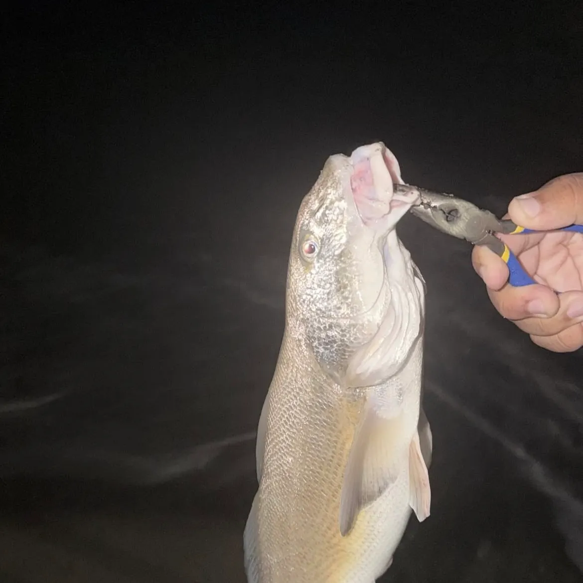 The most recent Whitemouth croaker catches on Fishbrain