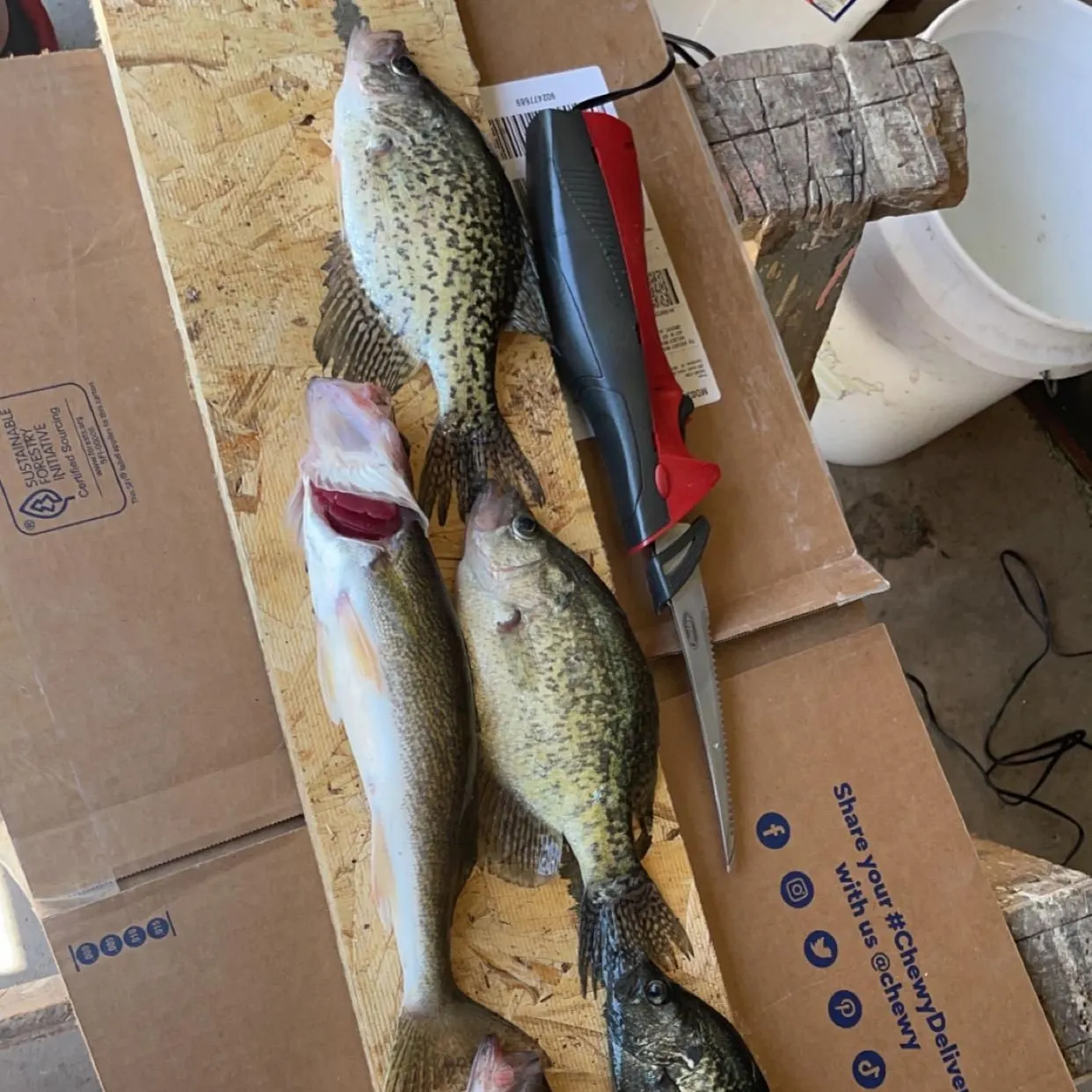 recently logged catches