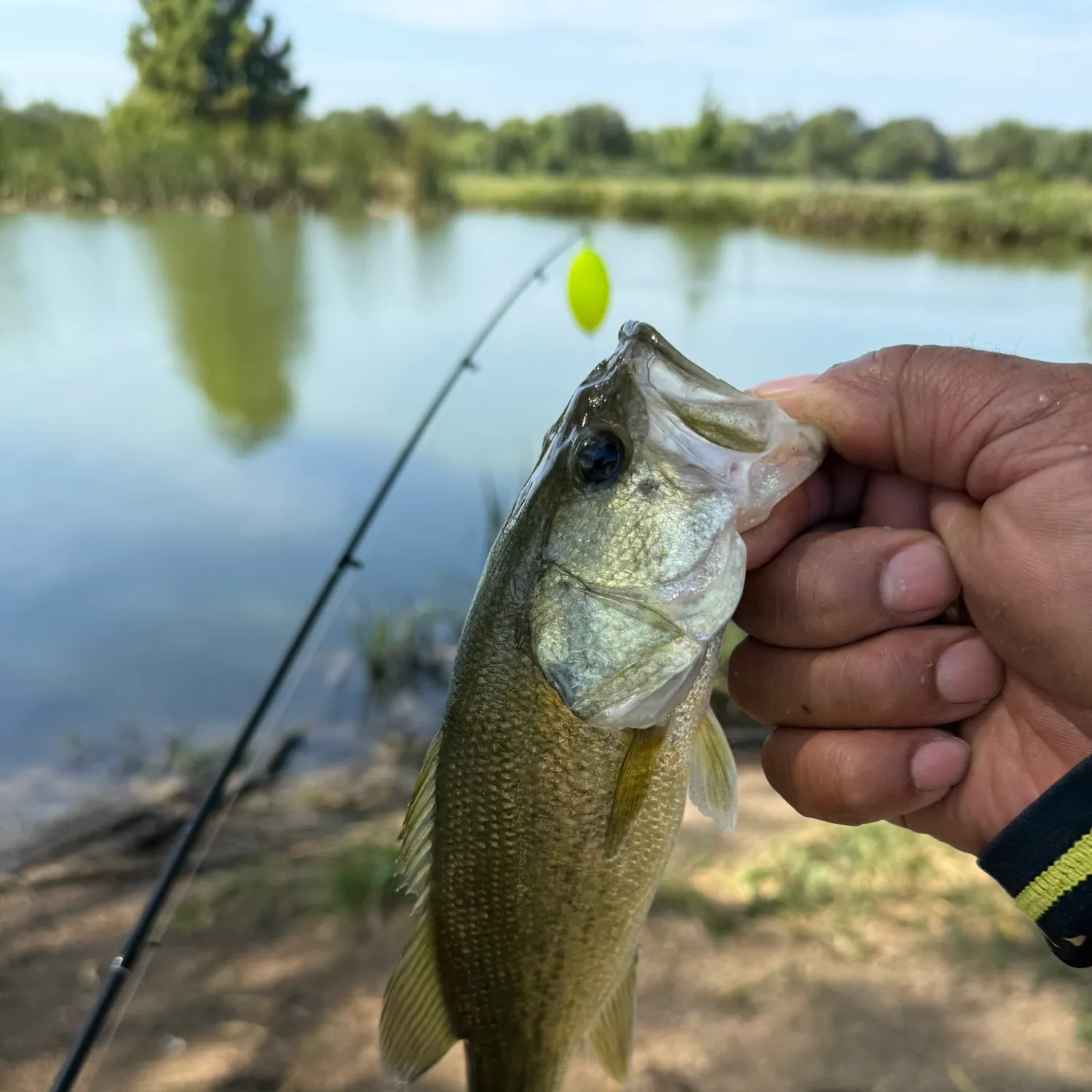 Largemouth bass caught on Fishbrain