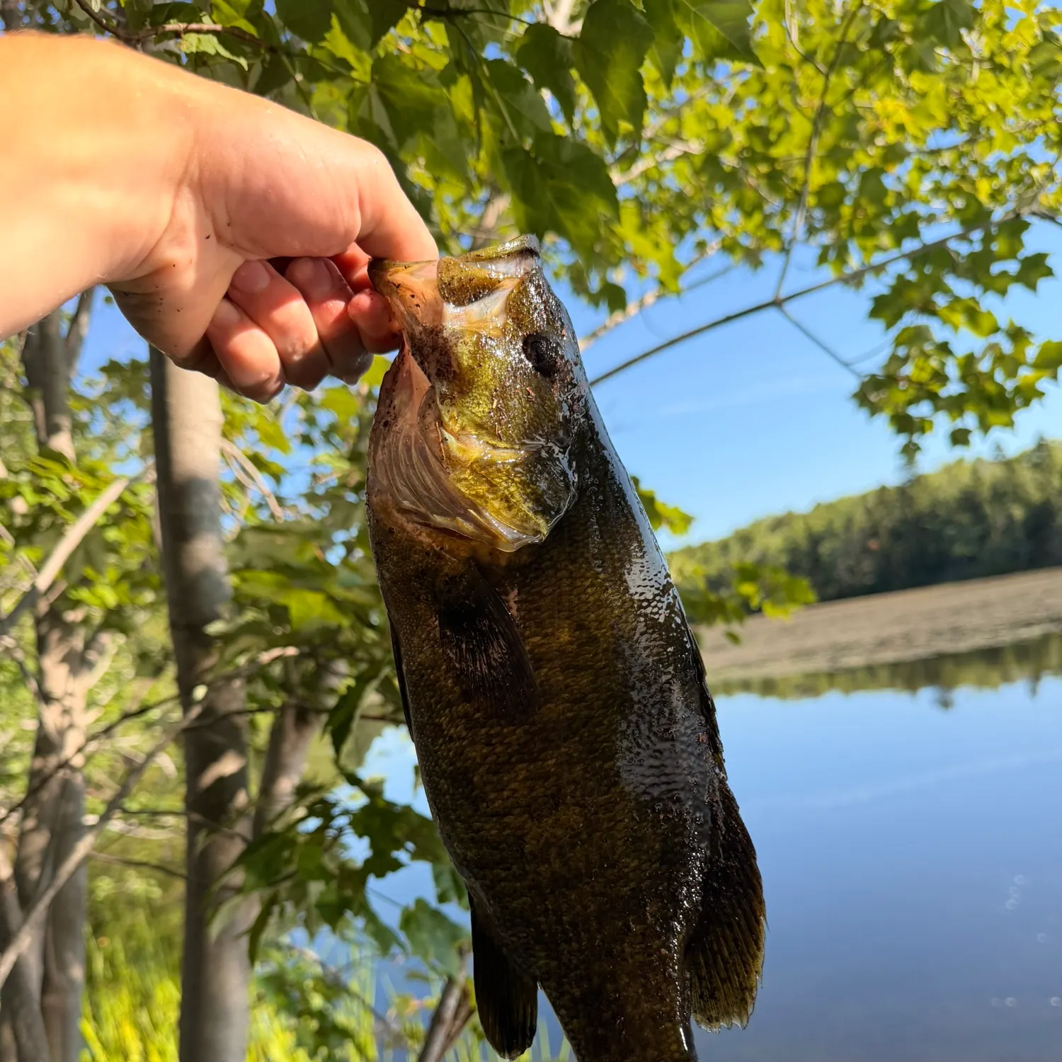 Smallmouth bass caught on Fishbrain