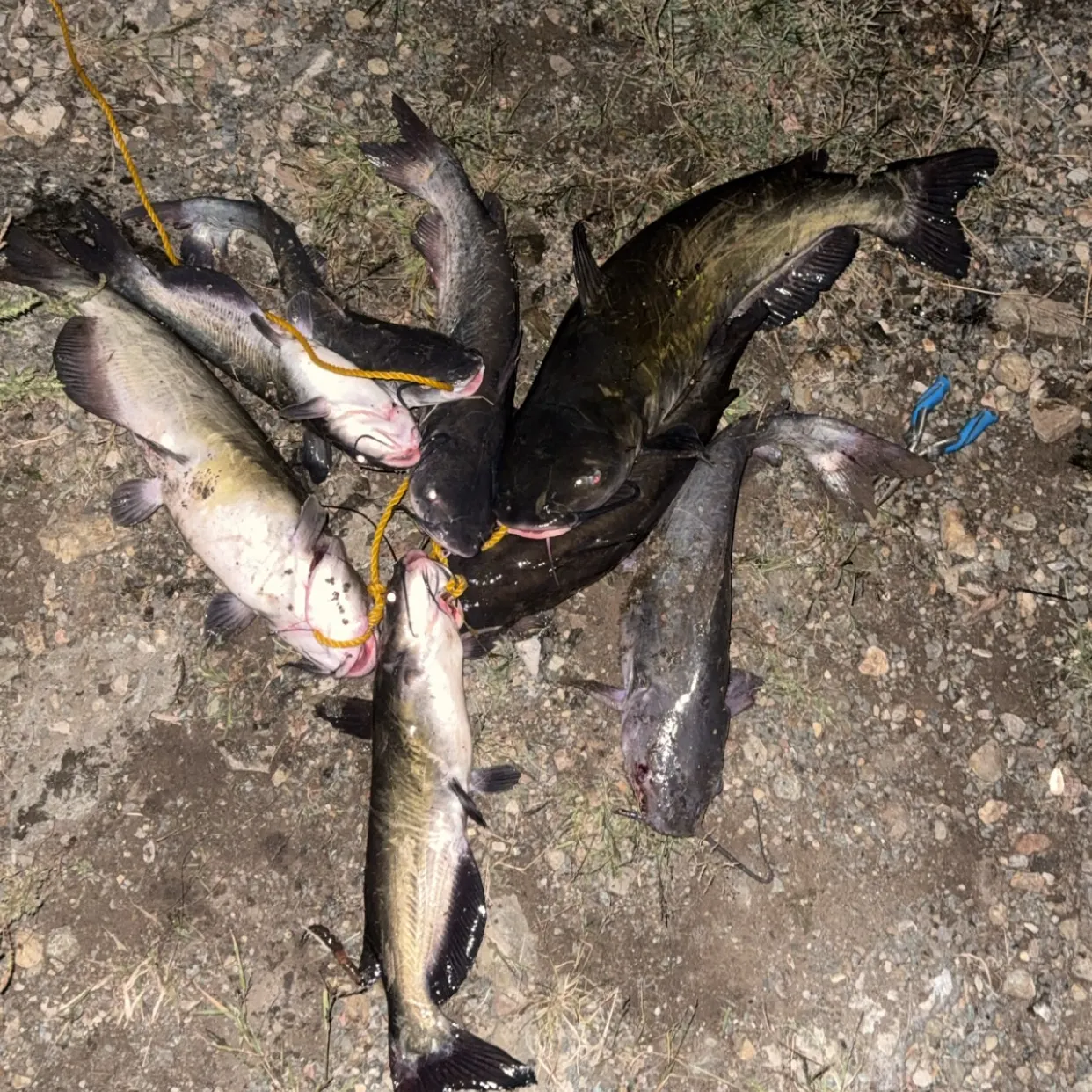 Channel catfish caught on Fishbrain
