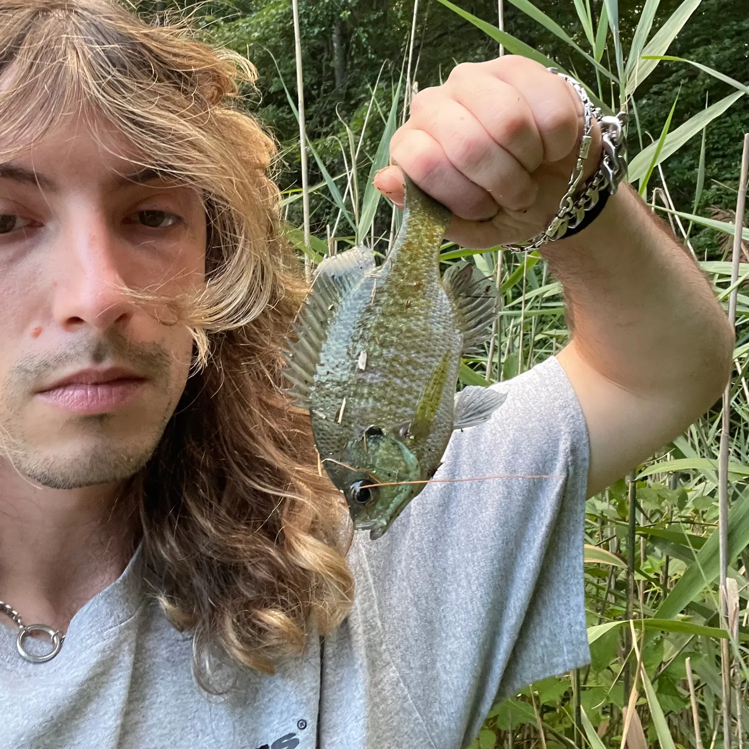 Greengill hybrid caught on Fishbrain