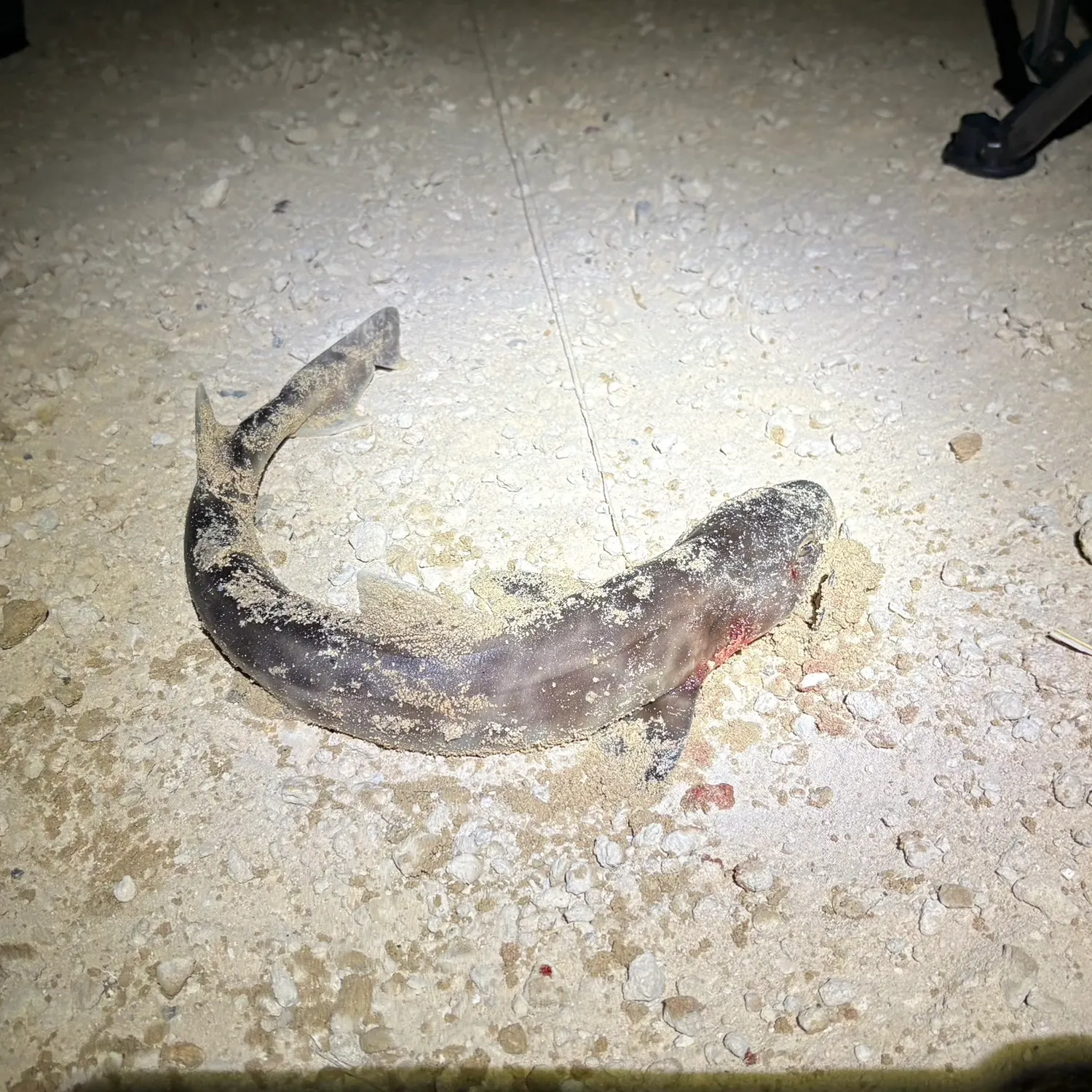 The most recent Port Jackson shark catches on Fishbrain