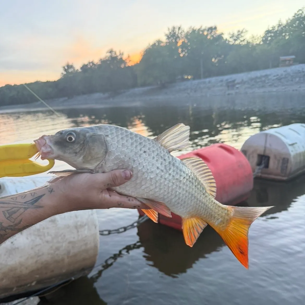 Common carp caught on Fishbrain