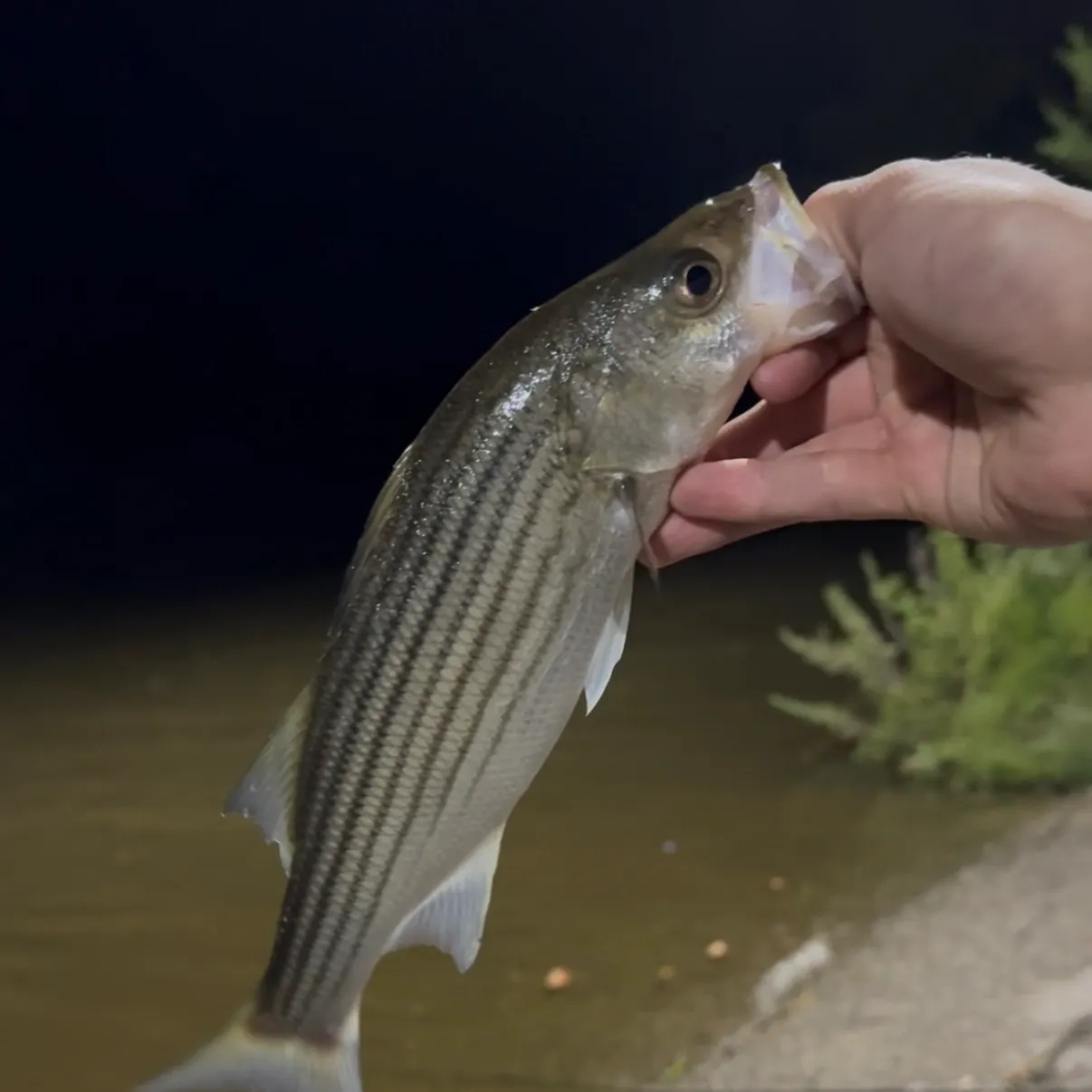 Striped bass caught on Fishbrain