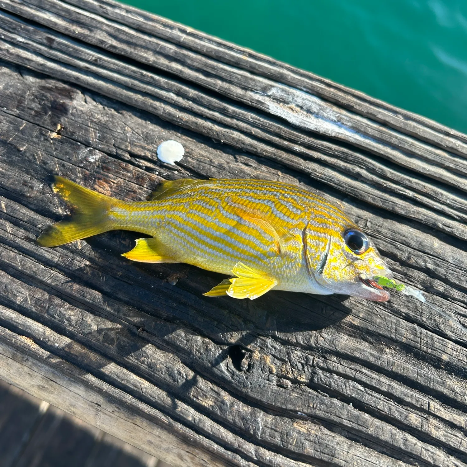 The most recent French grunt catches on Fishbrain