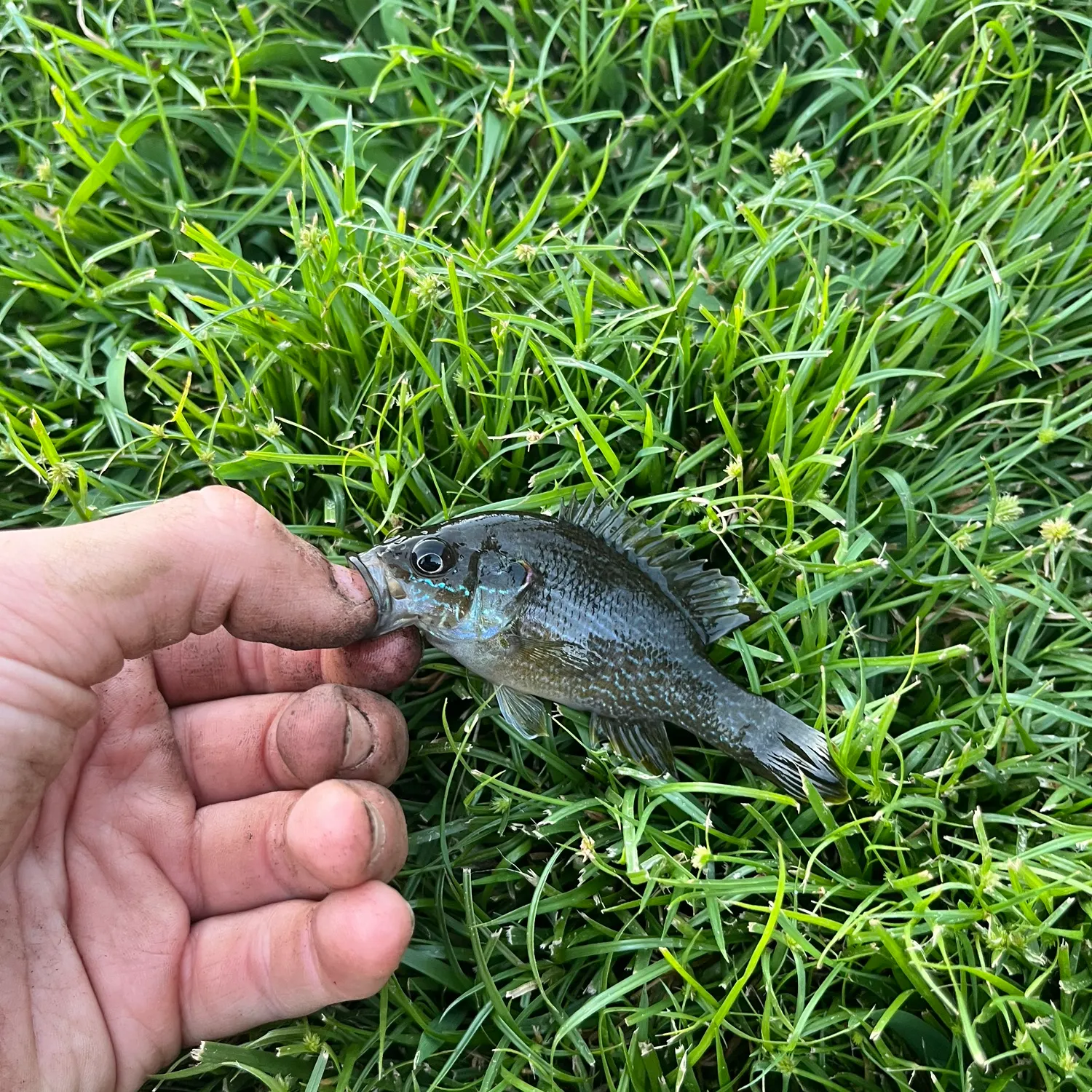 Green sunfish caught on Fishbrain