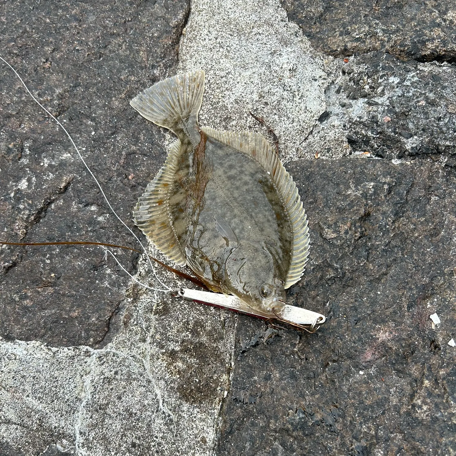 The most recent European flounder catches on Fishbrain