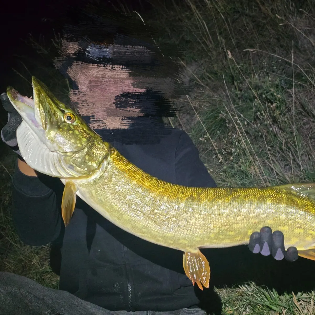 Northern pike caught on Fishbrain