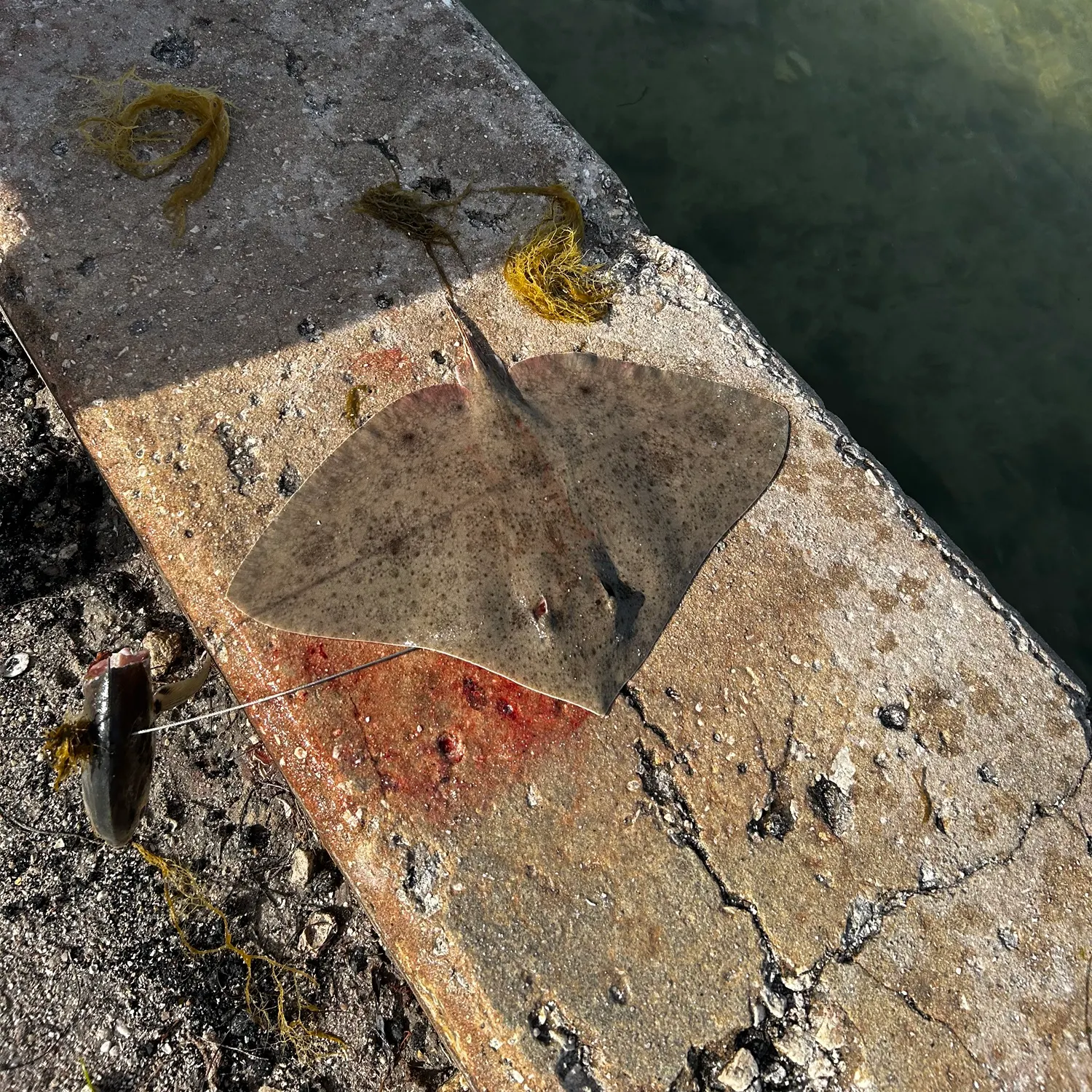 The most recent Blue skate catches on Fishbrain