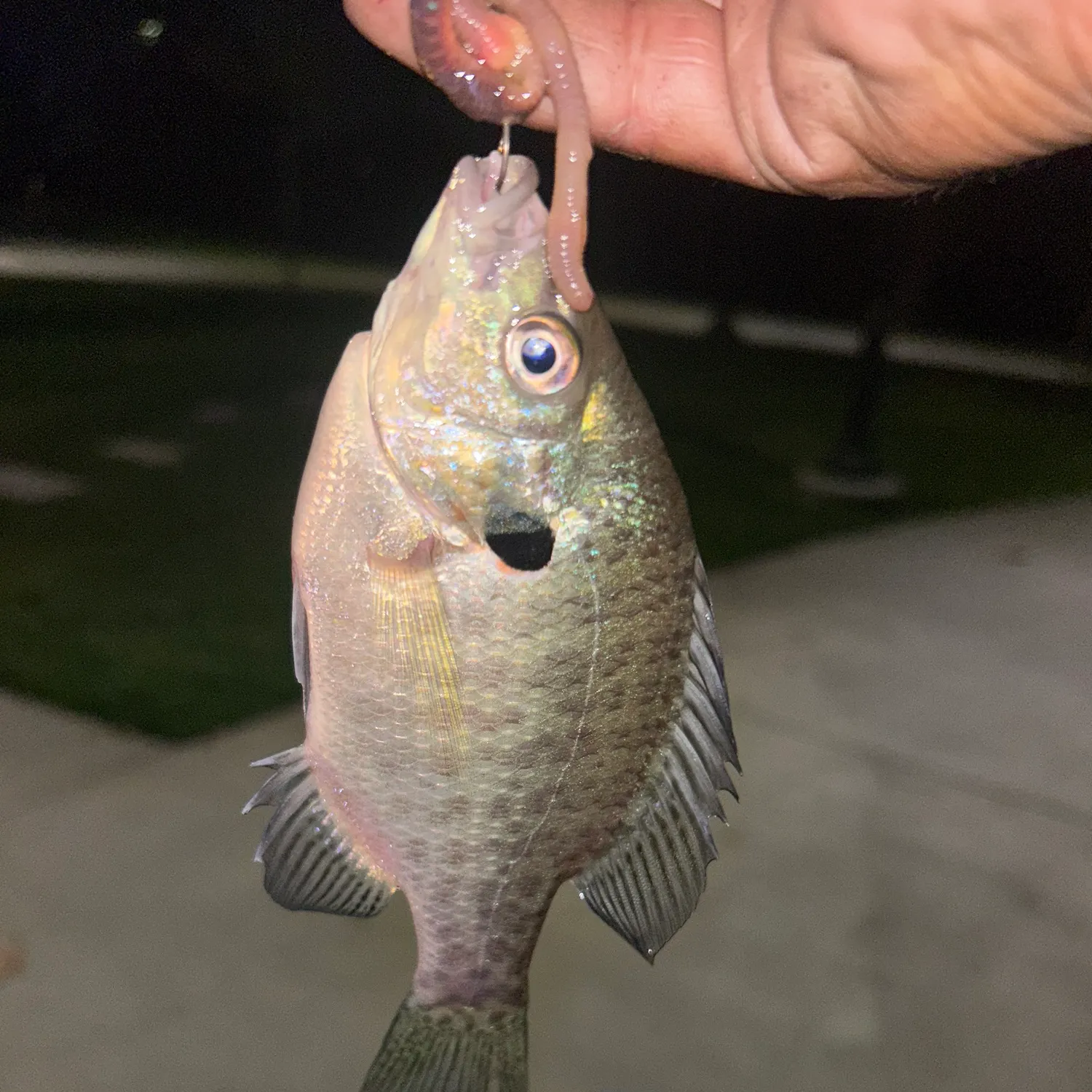 Bluegill caught on Fishbrain