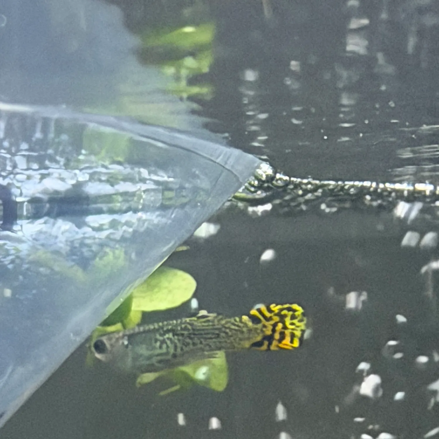 The most recent Guppy catches on Fishbrain