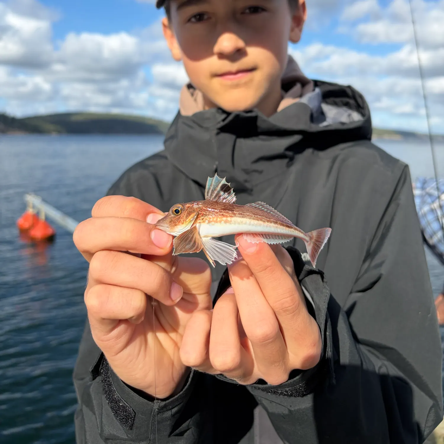 Grey gurnard caught on Fishbrain