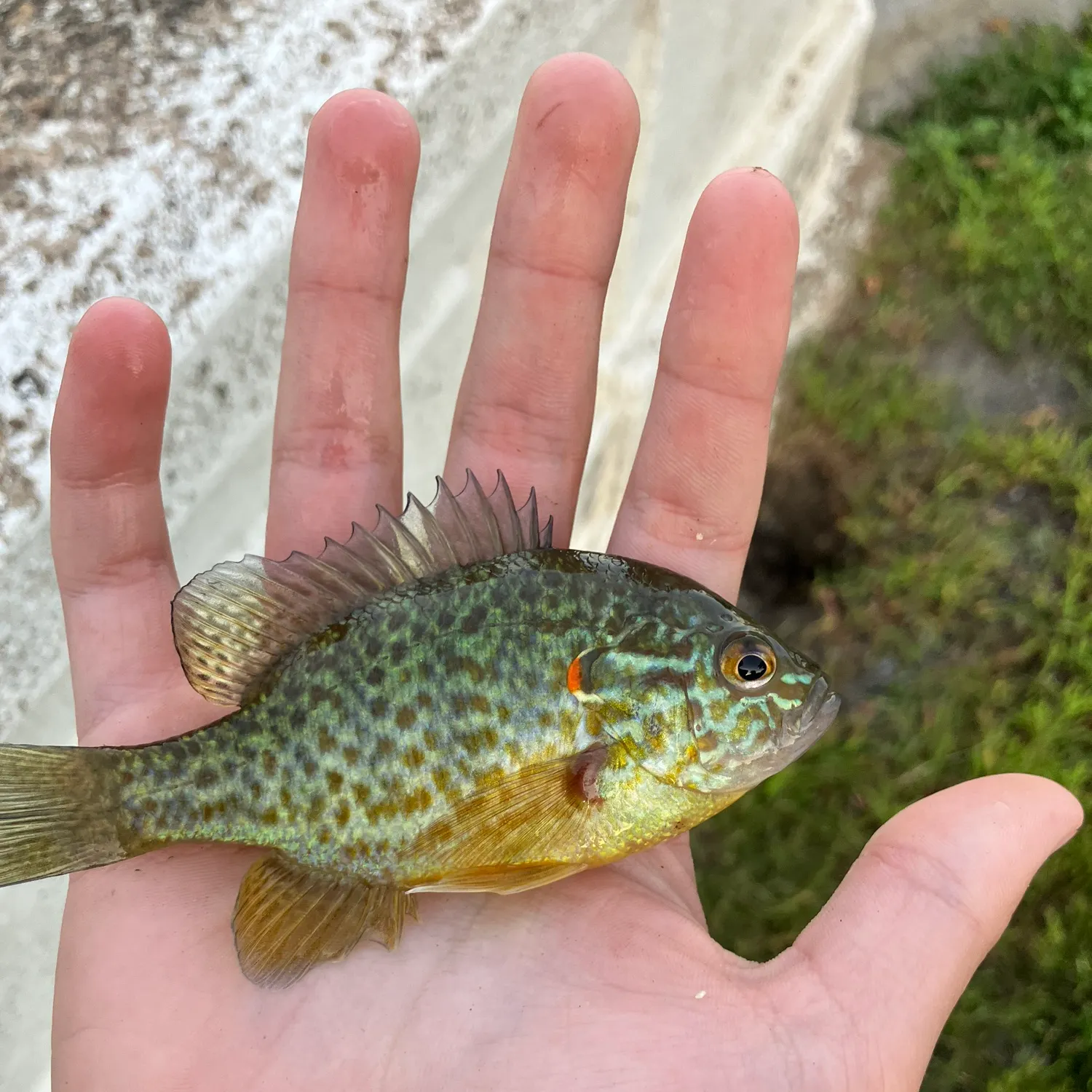 Pumpkinseed caught on Fishbrain