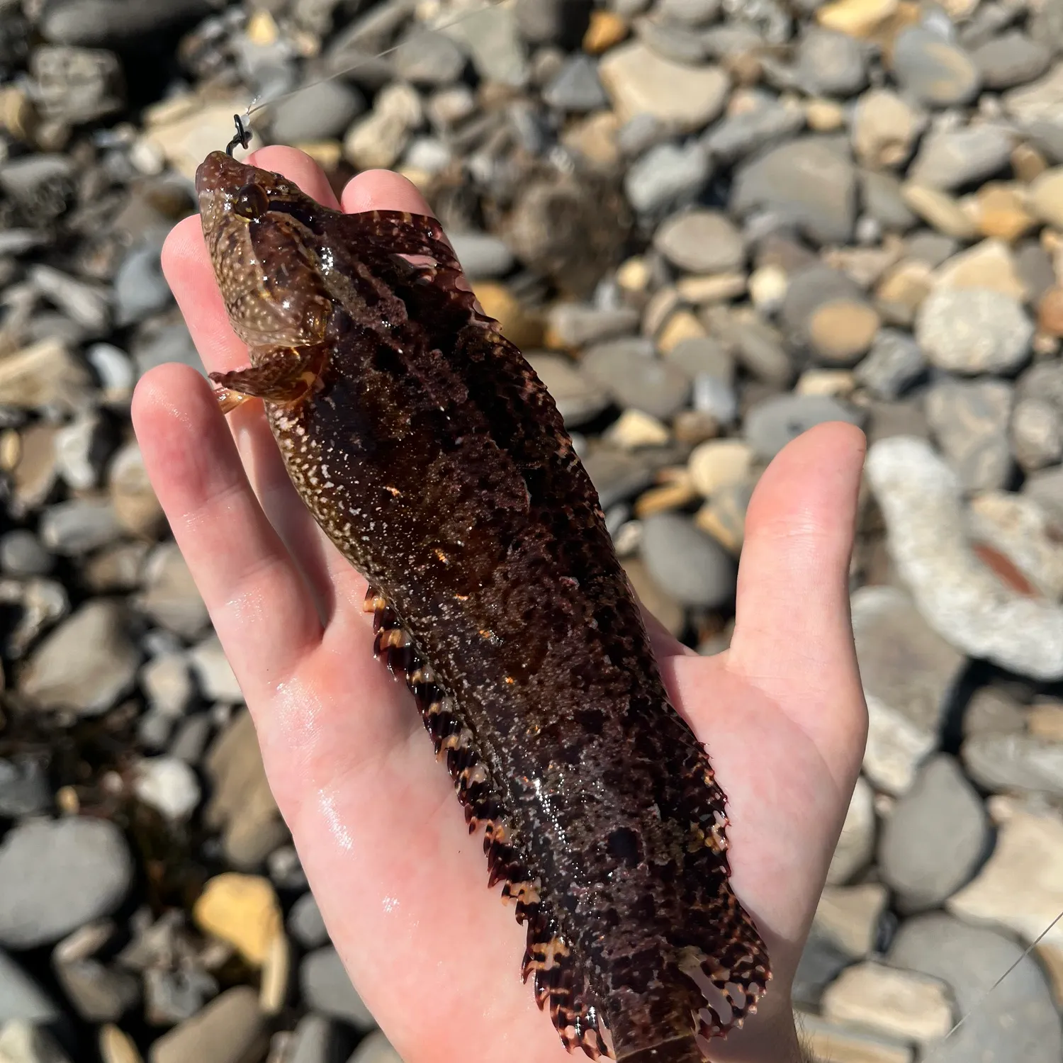 Striped kelpfish caught on Fishbrain