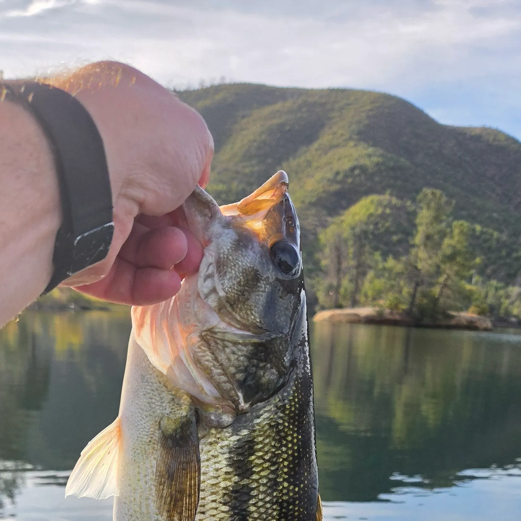 Spotted bass caught on Fishbrain