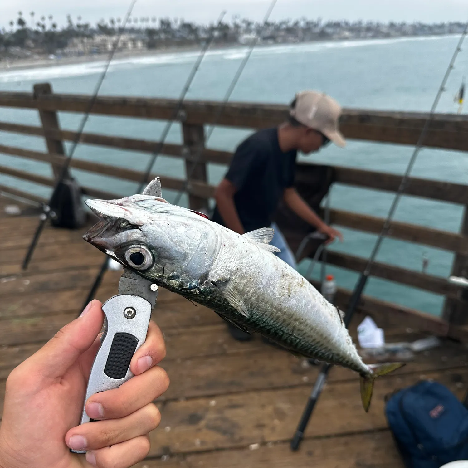 The most recent Pacific chub mackerel catches on Fishbrain