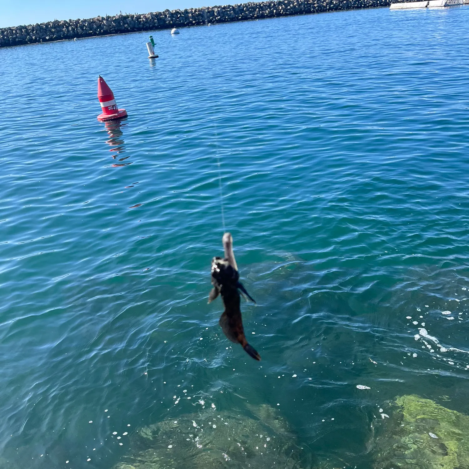 The most recent Round goby catches on Fishbrain