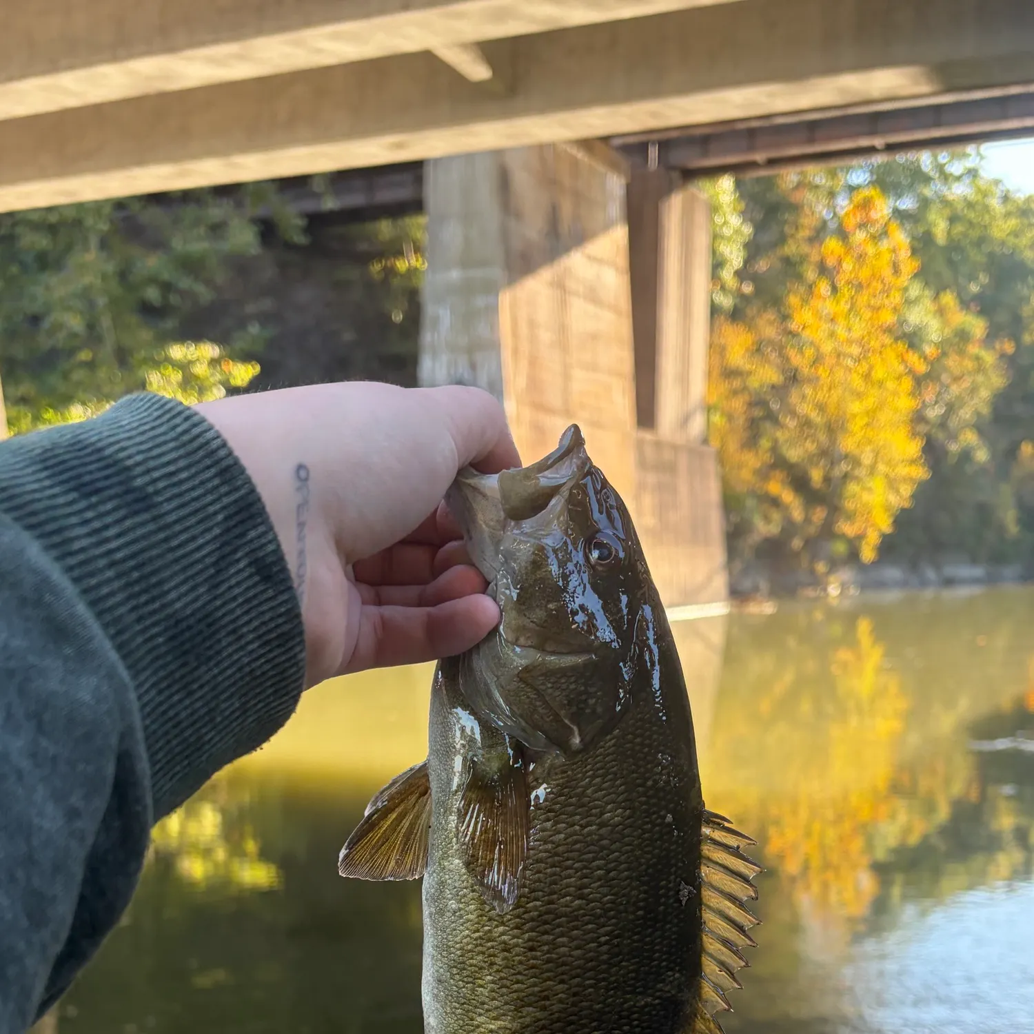 Smallmouth bass caught on Fishbrain