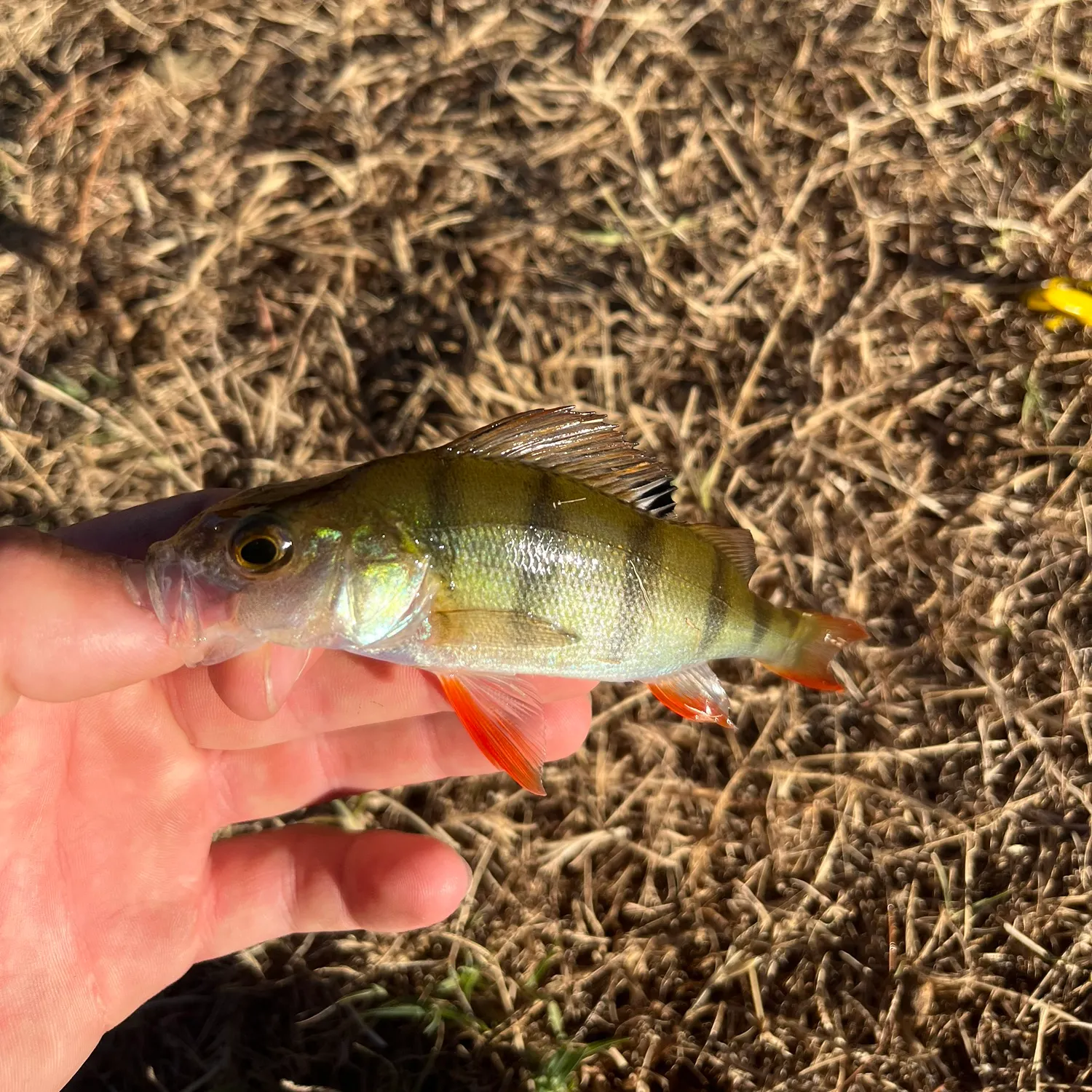 The most recent European perch catches on Fishbrain