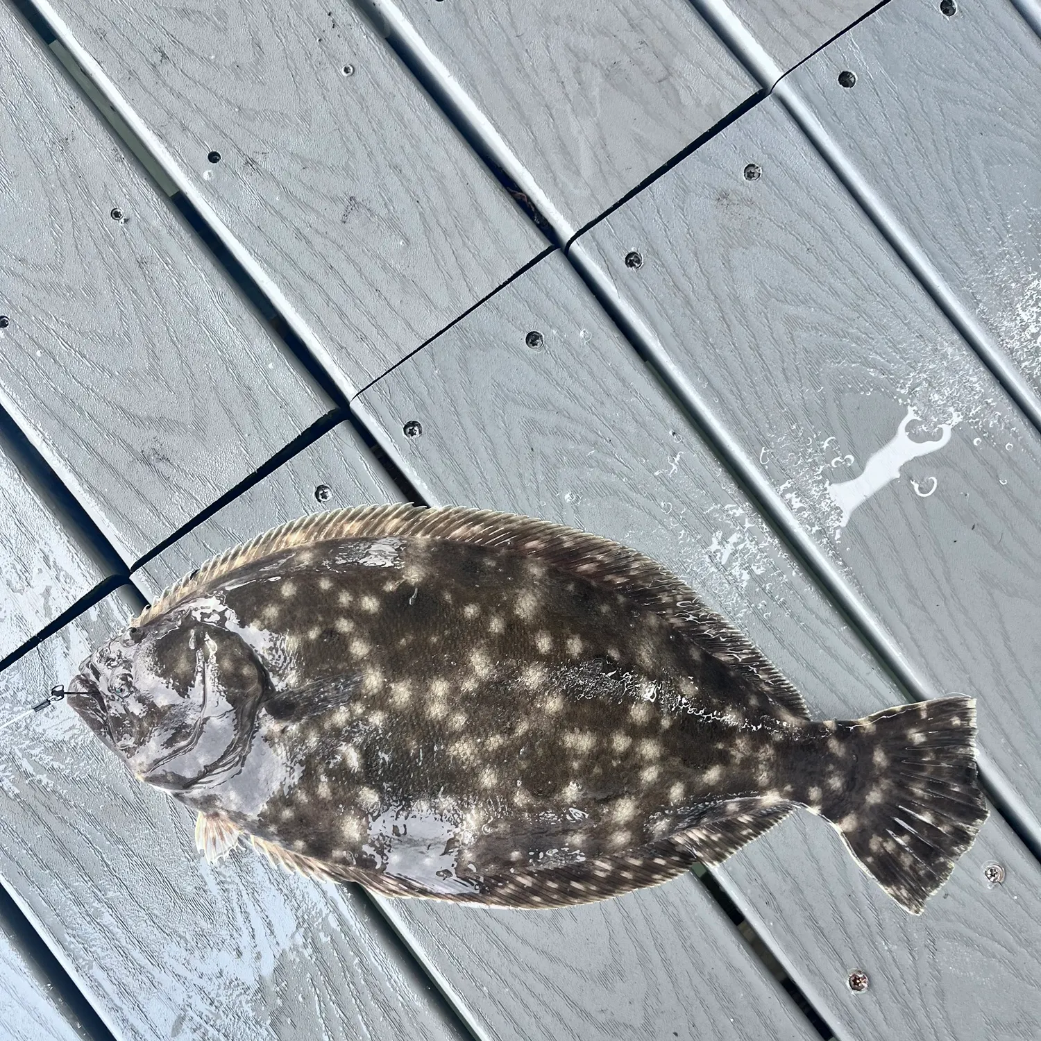 The most recent Southern flounder catches on Fishbrain