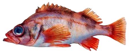 Sharpchin rockfish