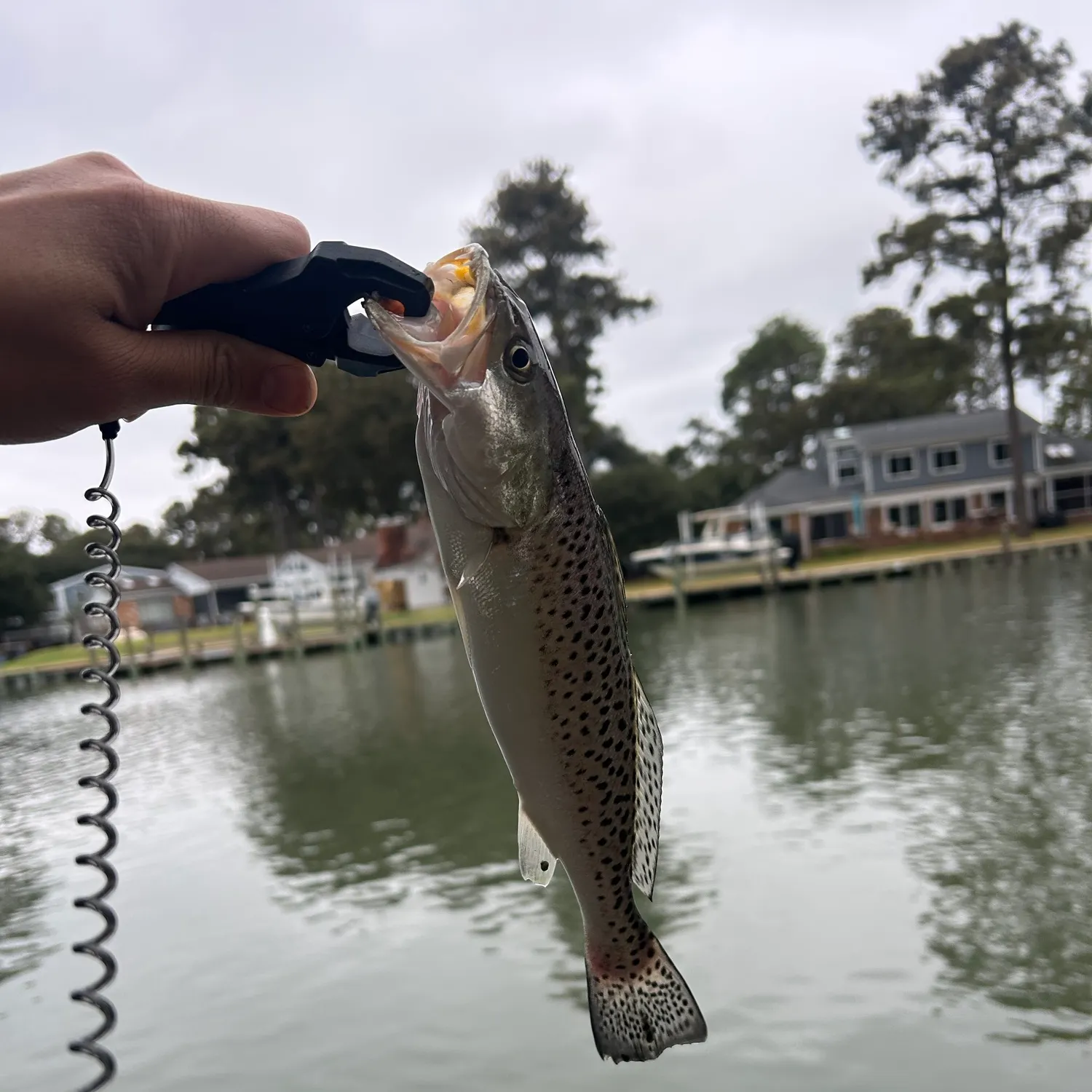 Spotted seatrout caught on Fishbrain