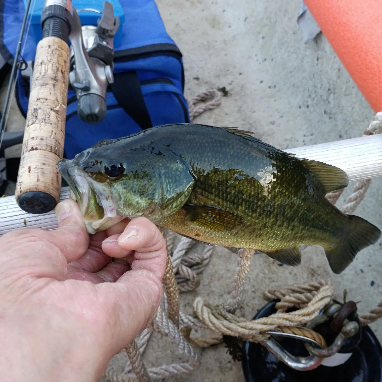 Largemouth bass caught on Fishbrain