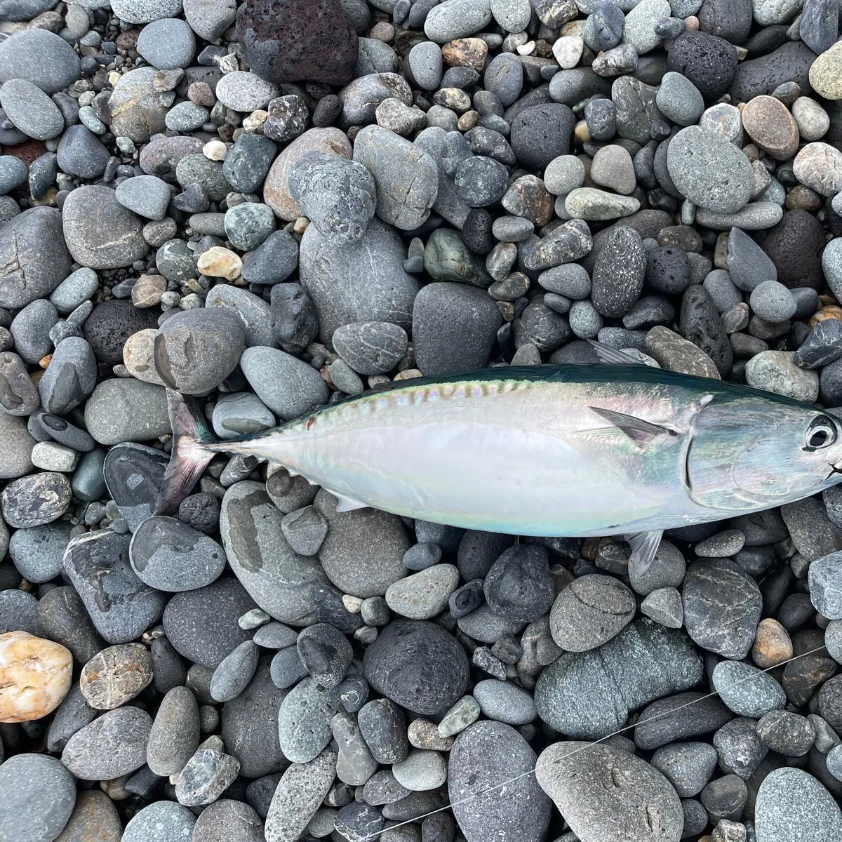 The most recent Frigate tuna catches on Fishbrain