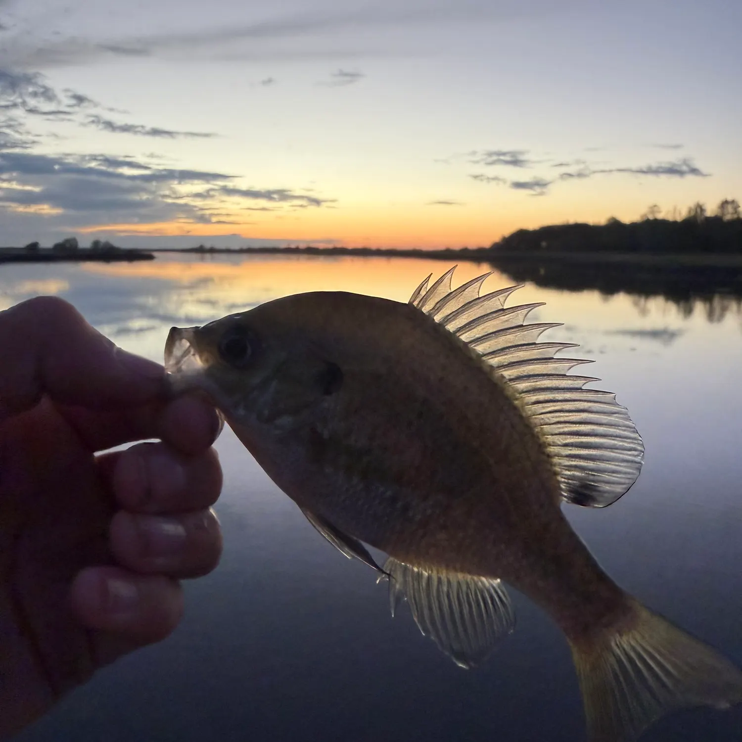 Bluegill caught on Fishbrain