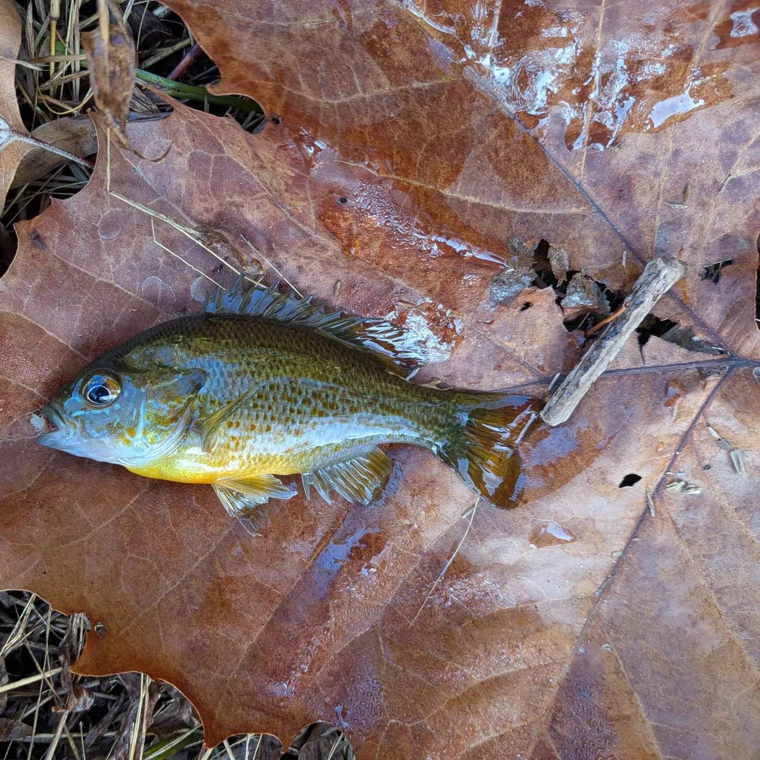 Redbreast sunfish caught on Fishbrain