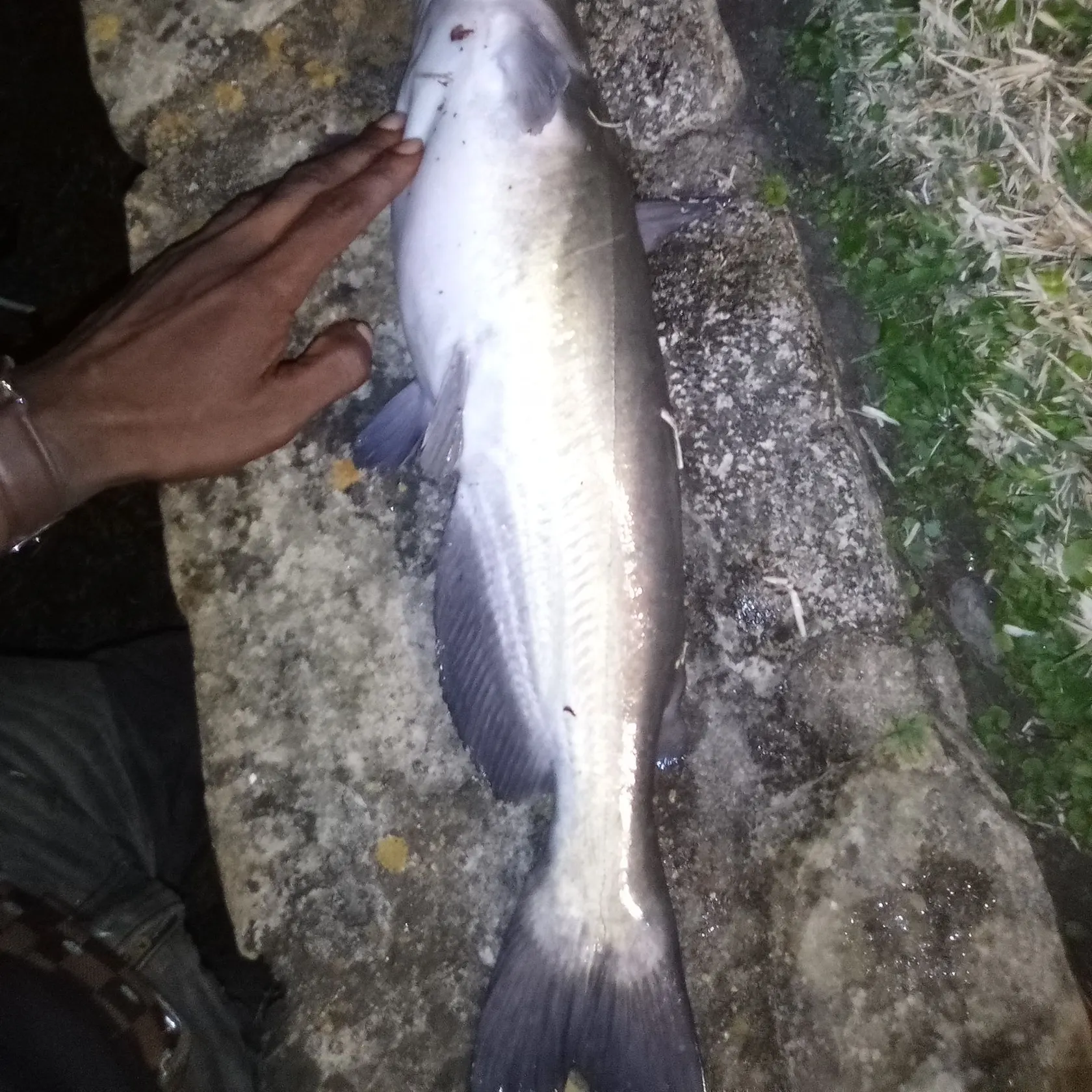 The most recent Channel catfish catches on Fishbrain