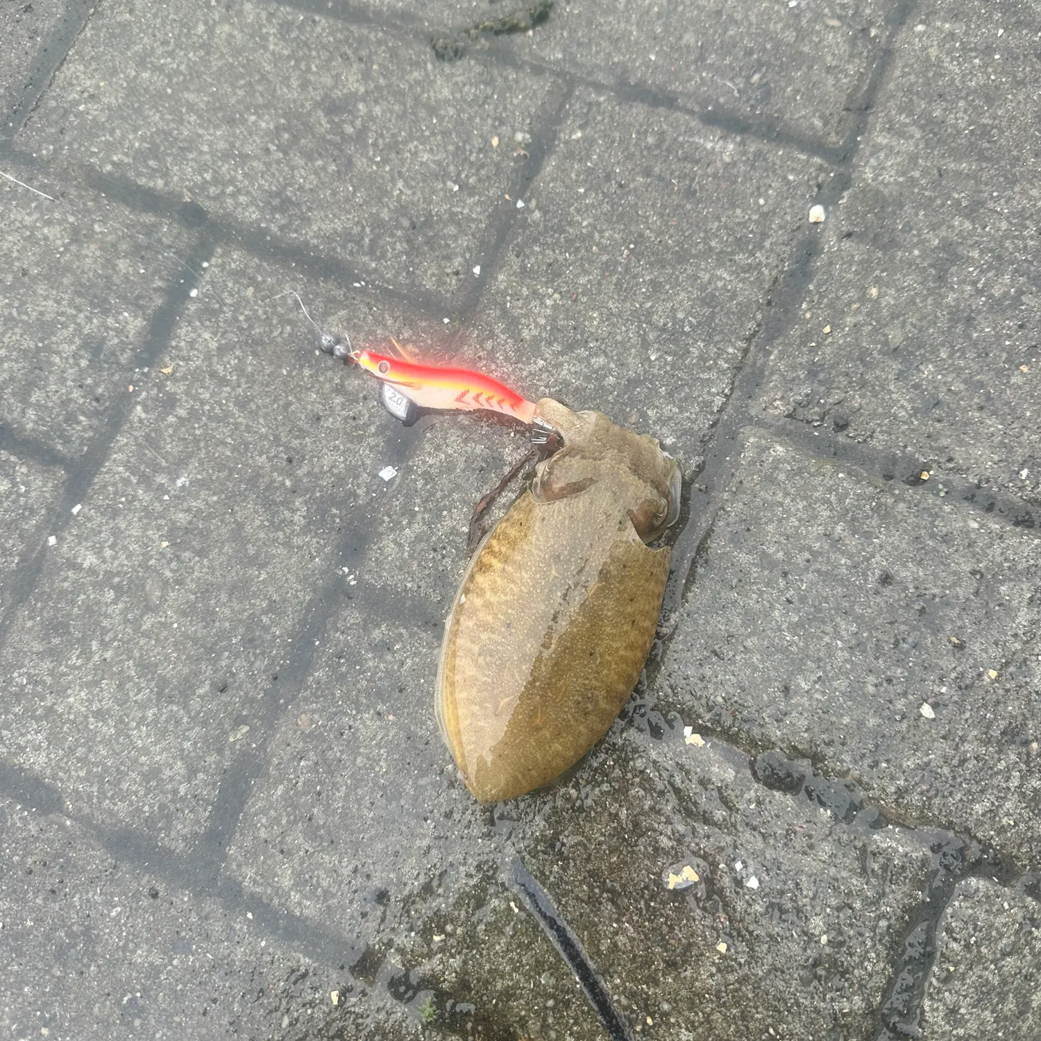 Fish caught on Fishbrain